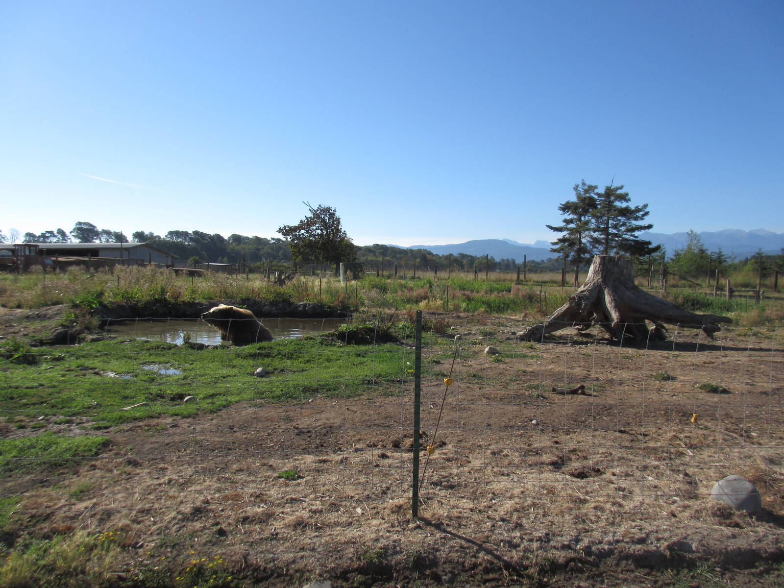 Olympic Game Farm - Grizzly Bear Exhibit #4 (minimal fencing)