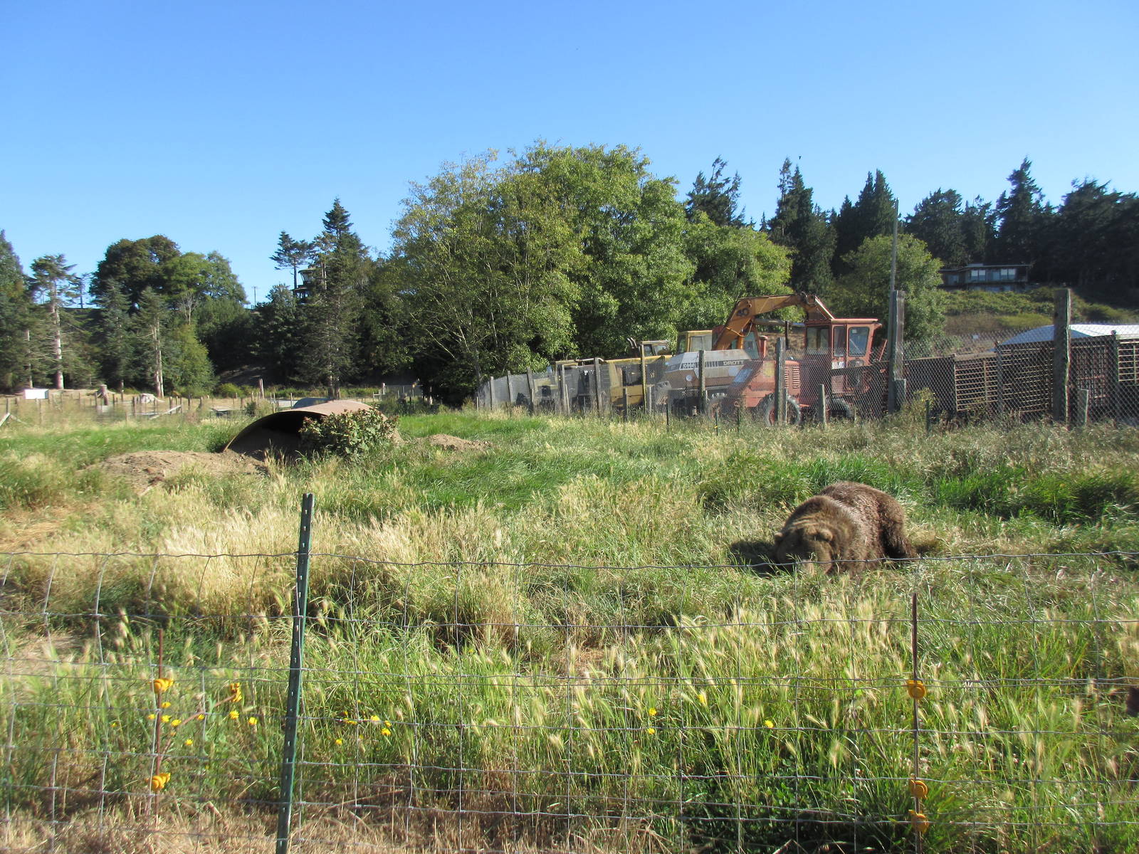 Olympic Game Farm - Grizzly Bear Exhibit #5 (minimal fencing)