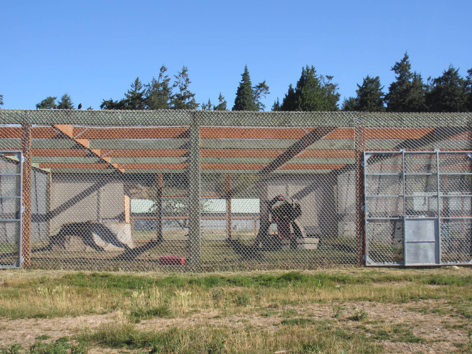 Olympic Game Farm - Grizzly Bear Exhibit #6