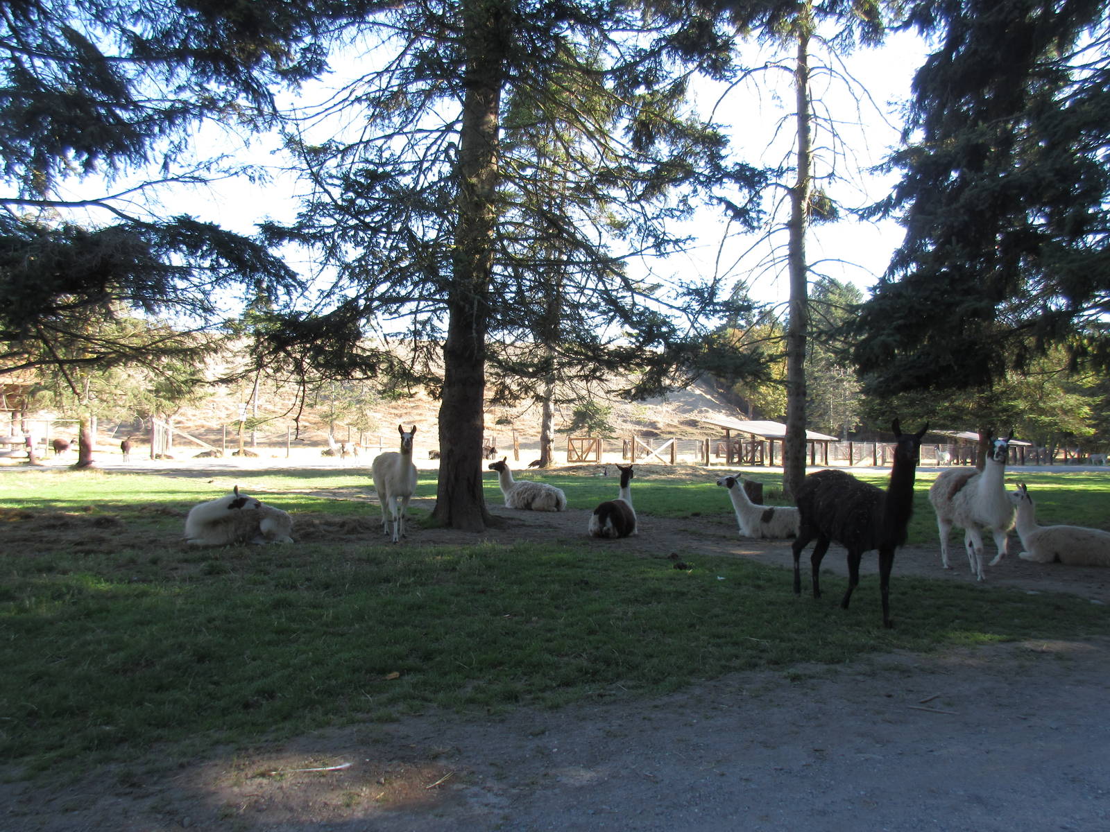 Olympic Game Farm - Llamas