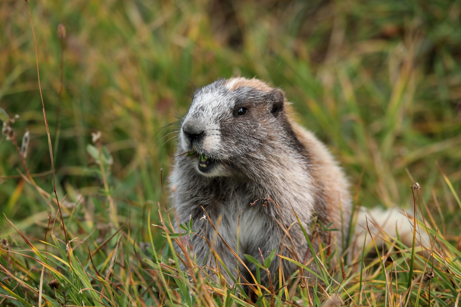 Olympic Marmot (Marmota olympus)