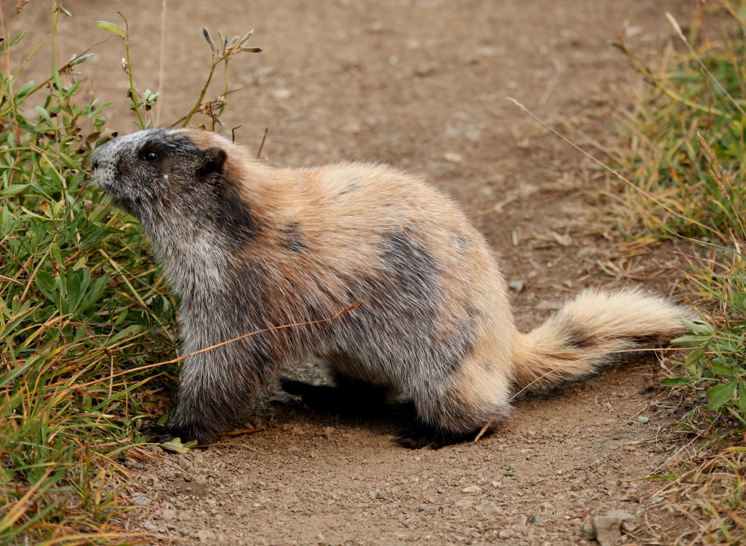 Olympic Marmot (Marmota olympus)