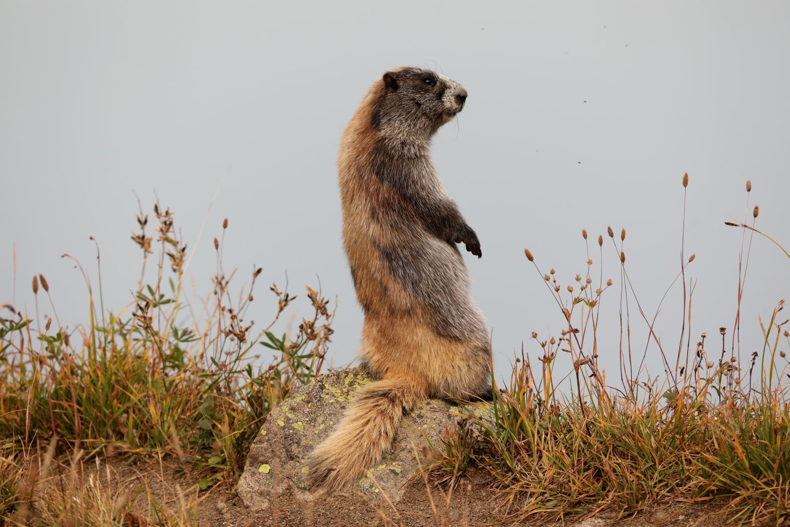 Olympic Marmot (Marmota olympus)