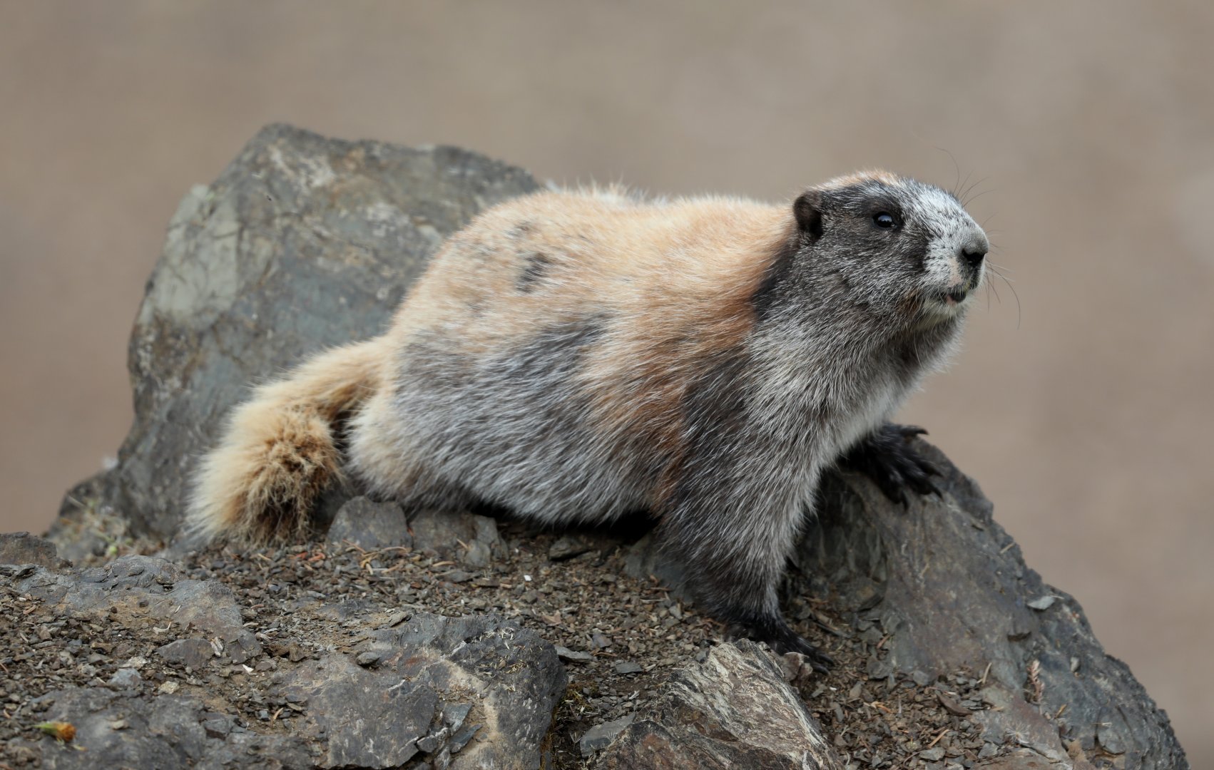 Olympic Marmot (Marmota olympus)