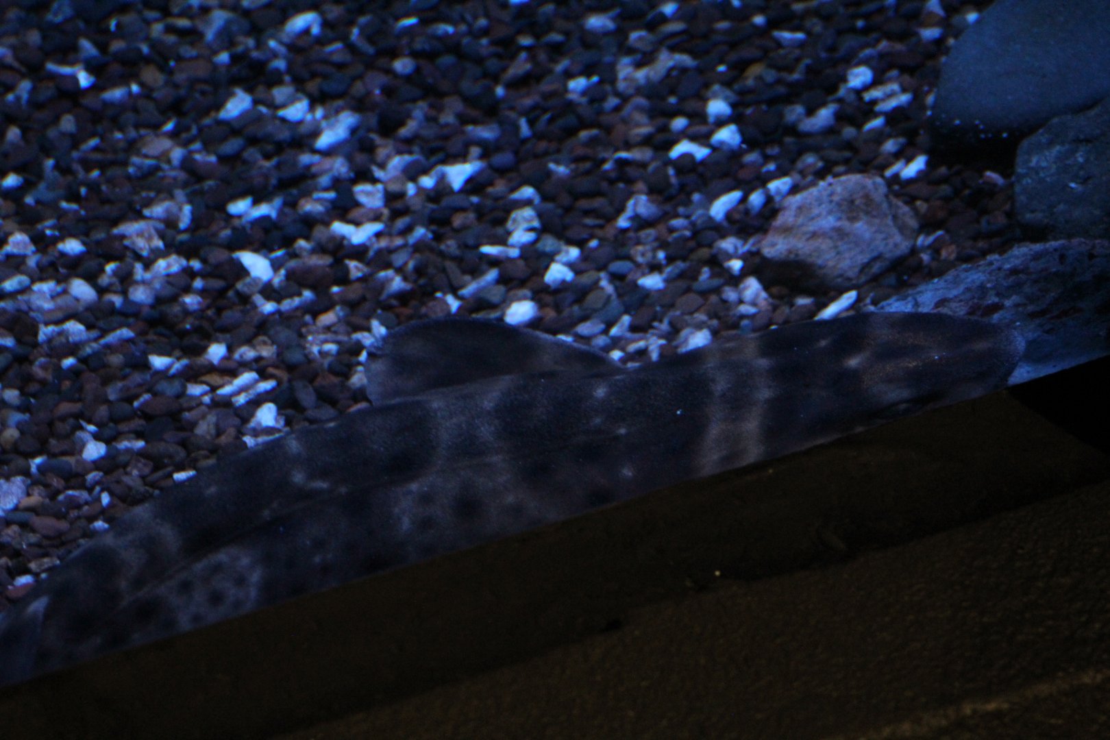 Omaha- Bamboo? Shark ID