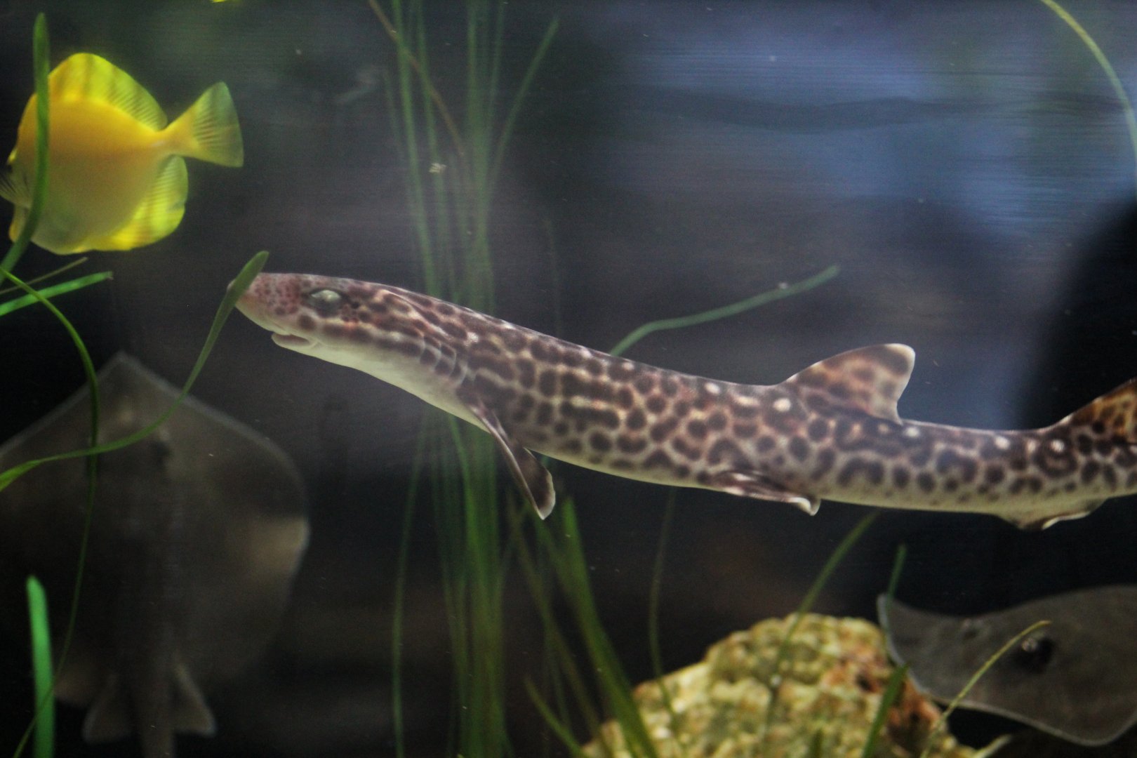 Omaha- Catshark ID