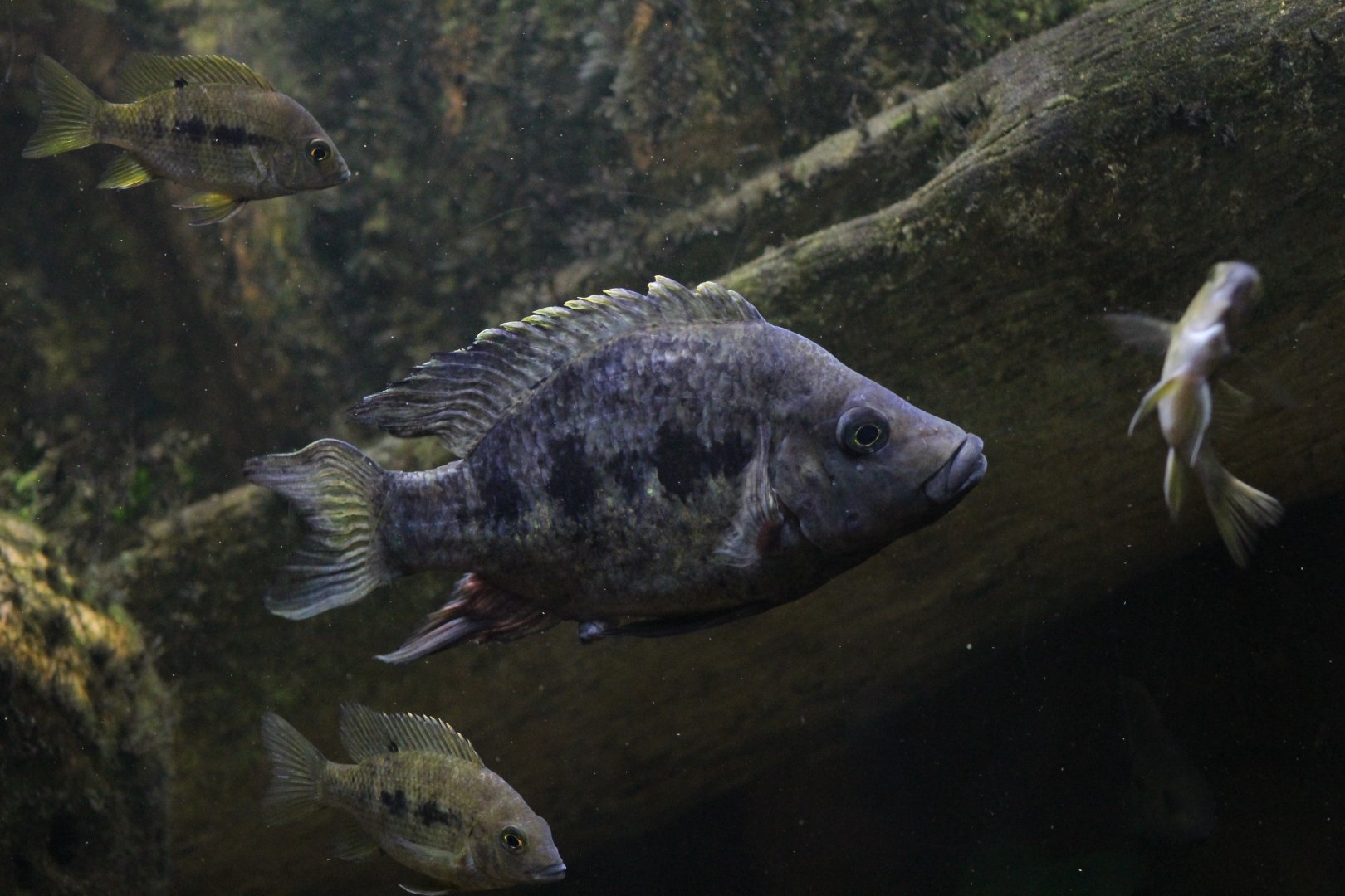 Omaha- Madagascar Cichlid ID?