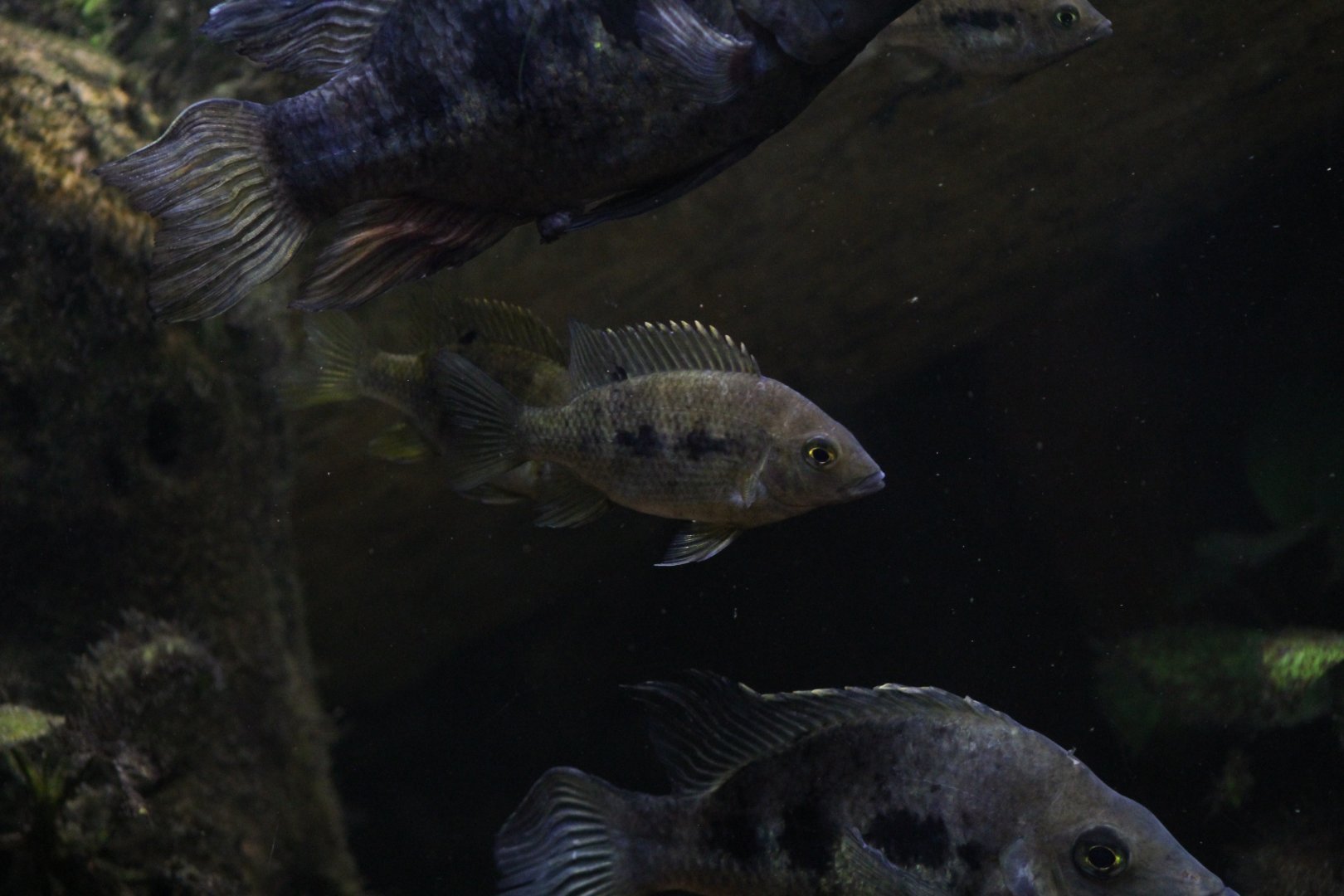 Omaha- Madagascar Cichlid ID?