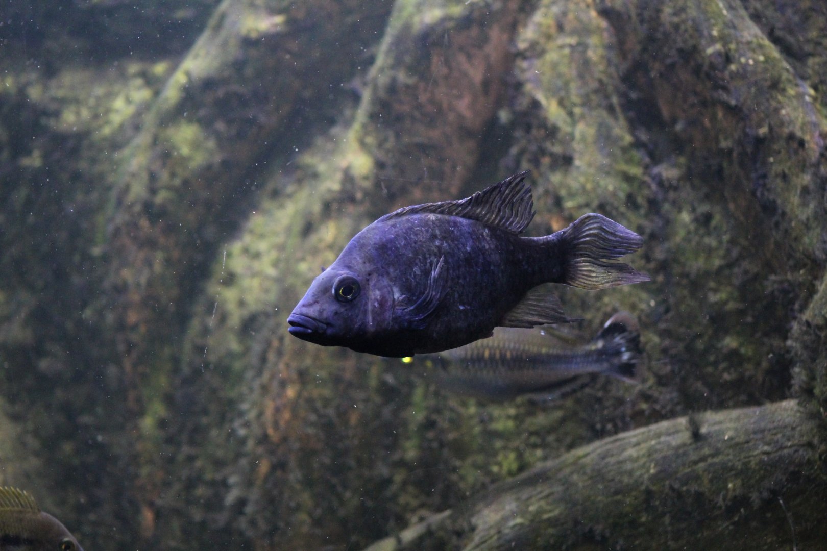 Omaha- Madagascar Cichlid ID?