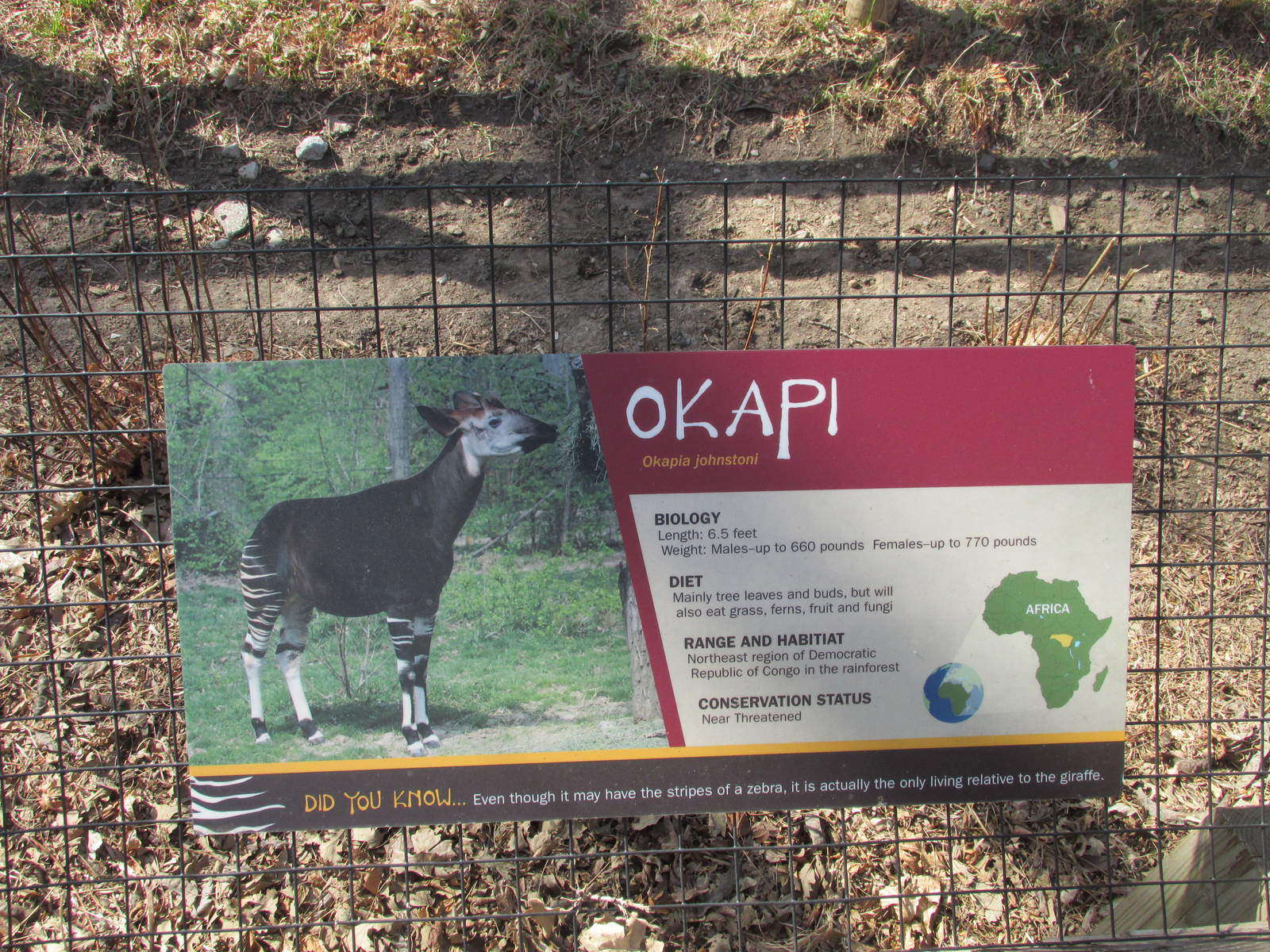 Omaha Zoo Okapi Sign