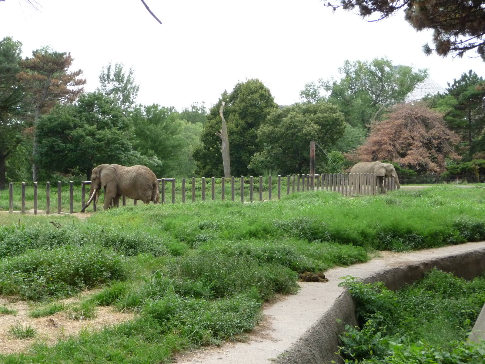 Omaha's Henry Doorly Zoo - African Elephant Paddock