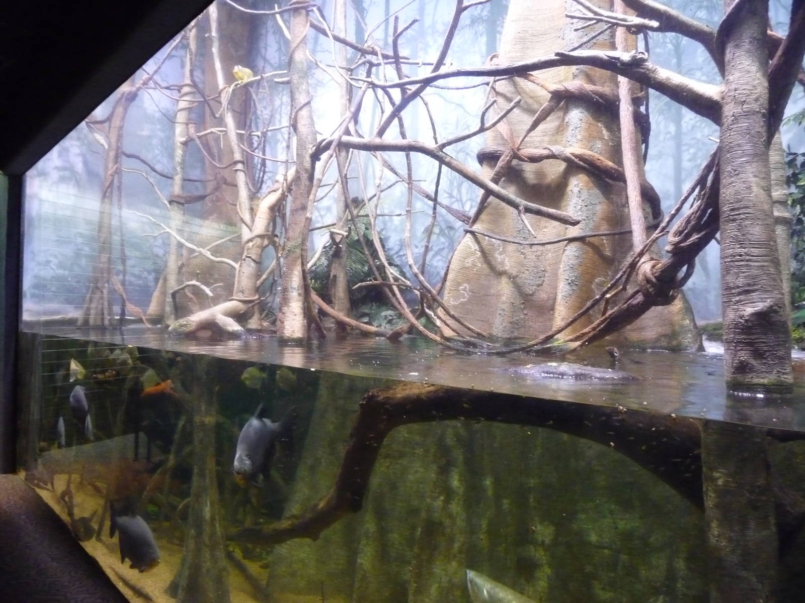 Omaha's Henry Doorly Zoo - Amazon Exhibit