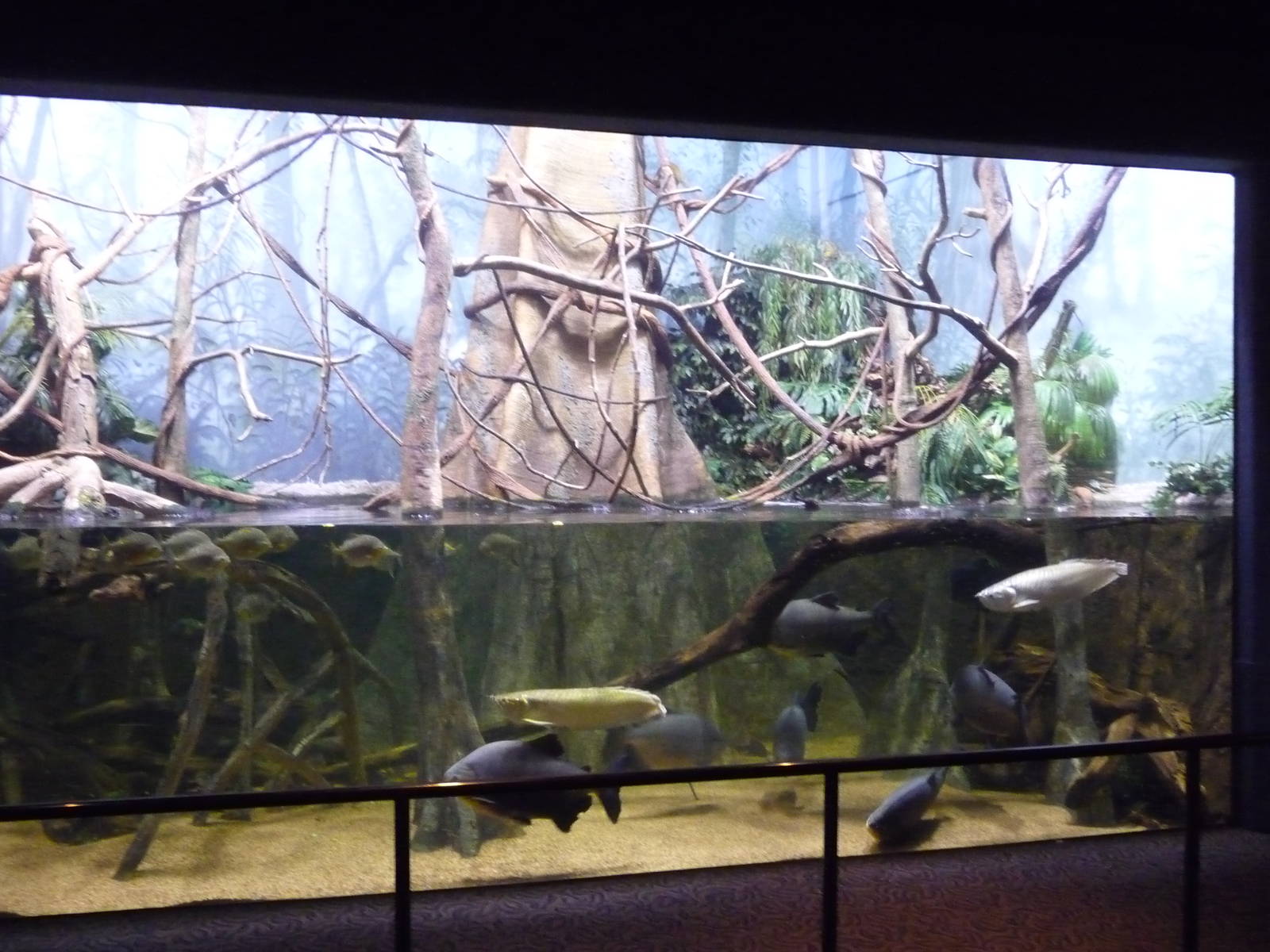Omaha's Henry Doorly Zoo - Amazon Exhibit