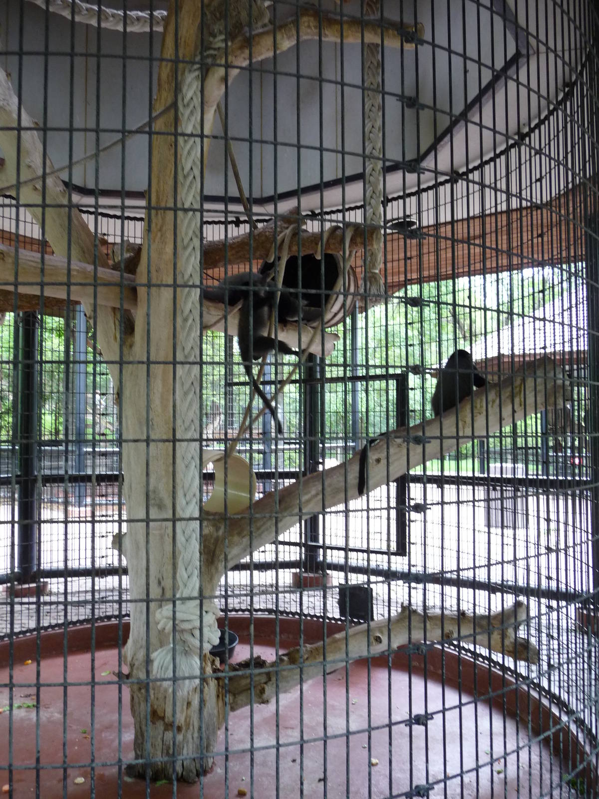 Omaha's Henry Doorly Zoo - Blue Monkey Exhibit