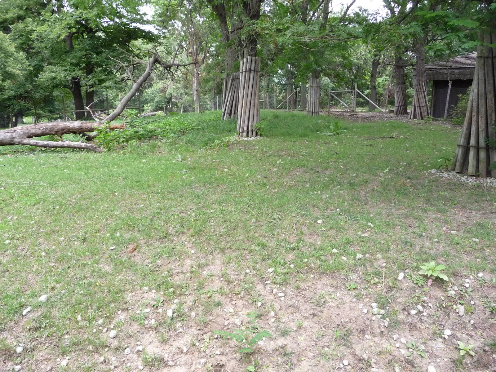 Omaha's Henry Doorly Zoo - Bongo Paddock