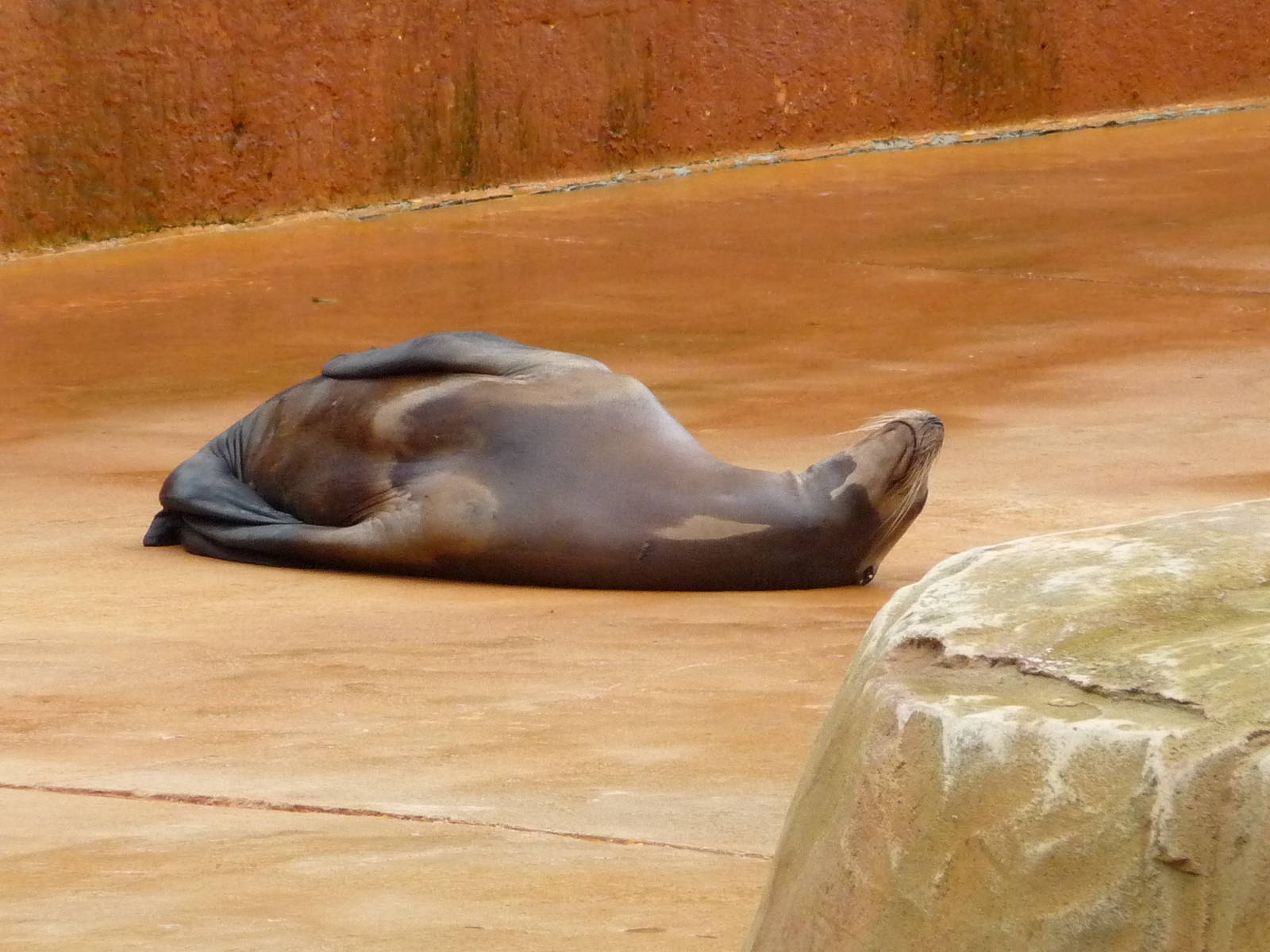 Omaha's Henry Doorly Zoo - California Sea Lion