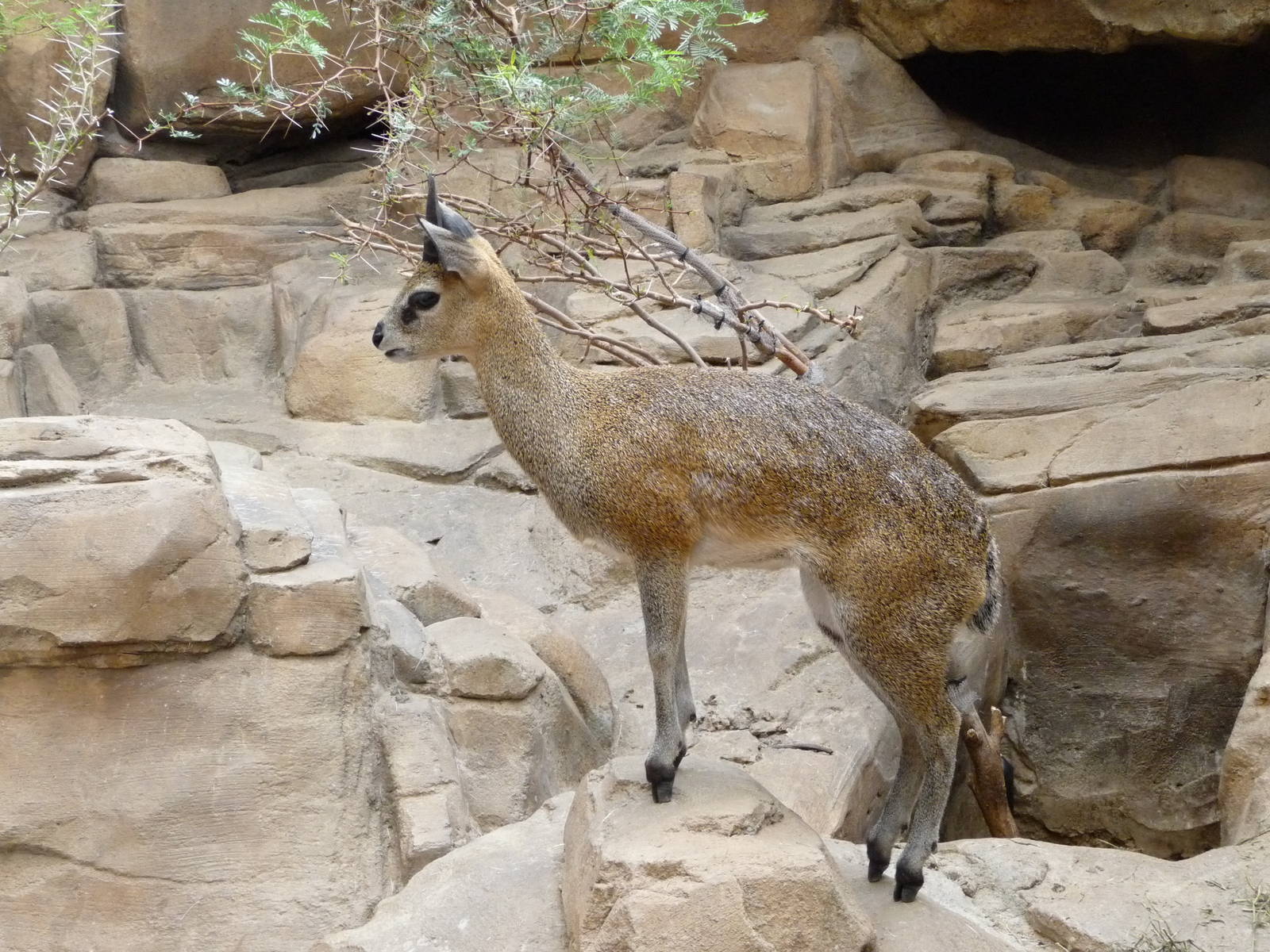 Omaha's Henry Doorly Zoo - Desert Dome