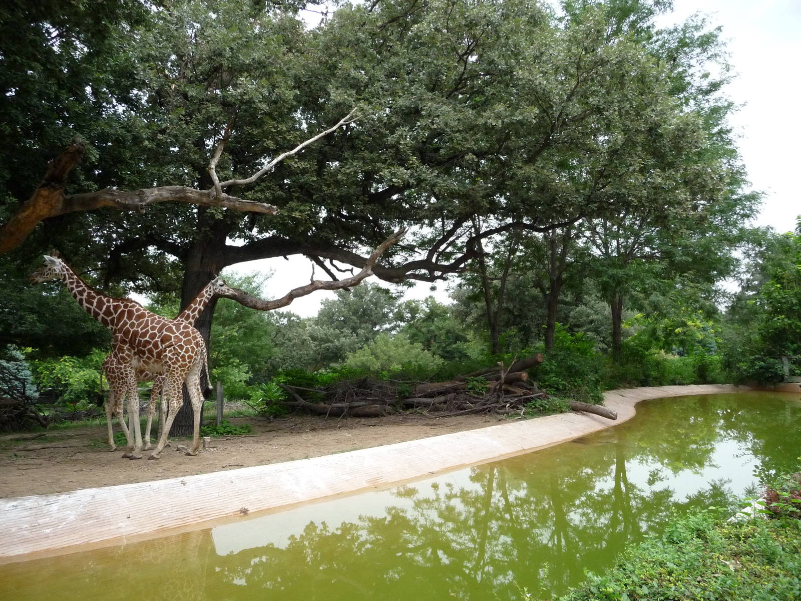 Omaha's Henry Doorly Zoo - Giraffes + Penguins