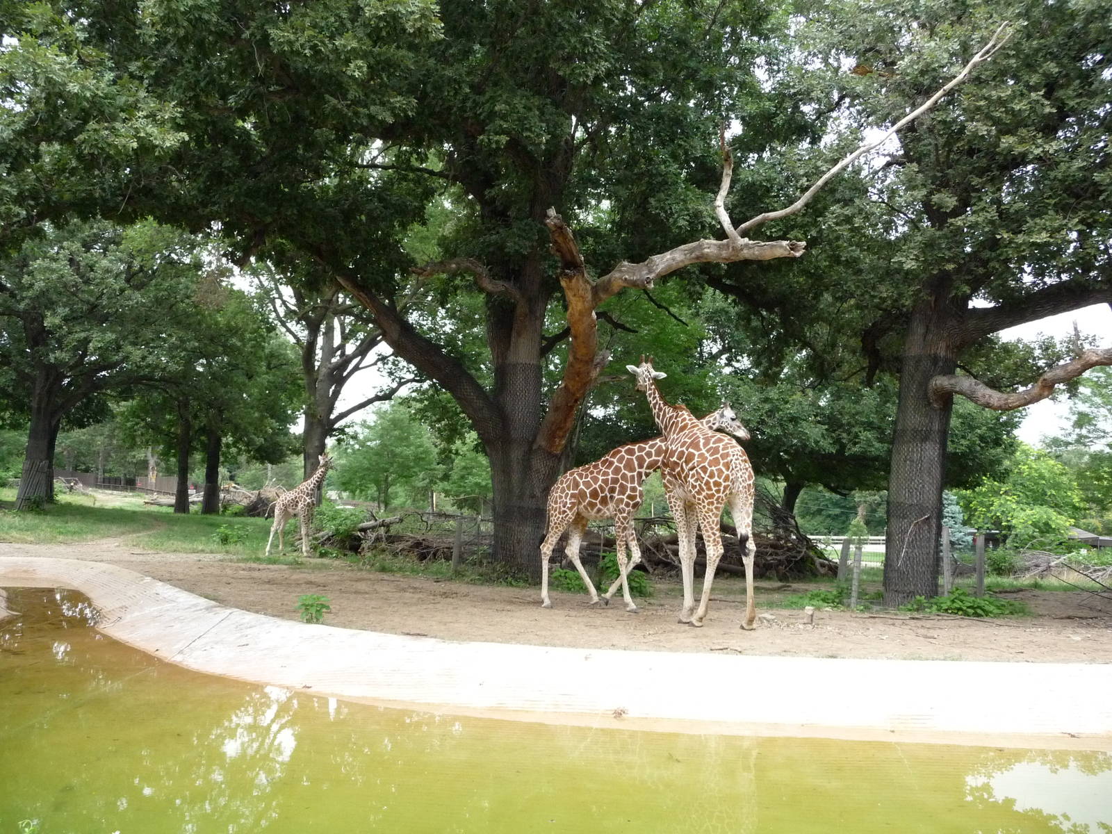 Omaha's Henry Doorly Zoo - Giraffes