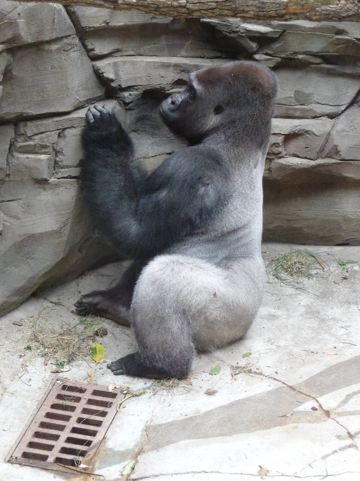 Omaha's Henry Doorly Zoo - Gorilla