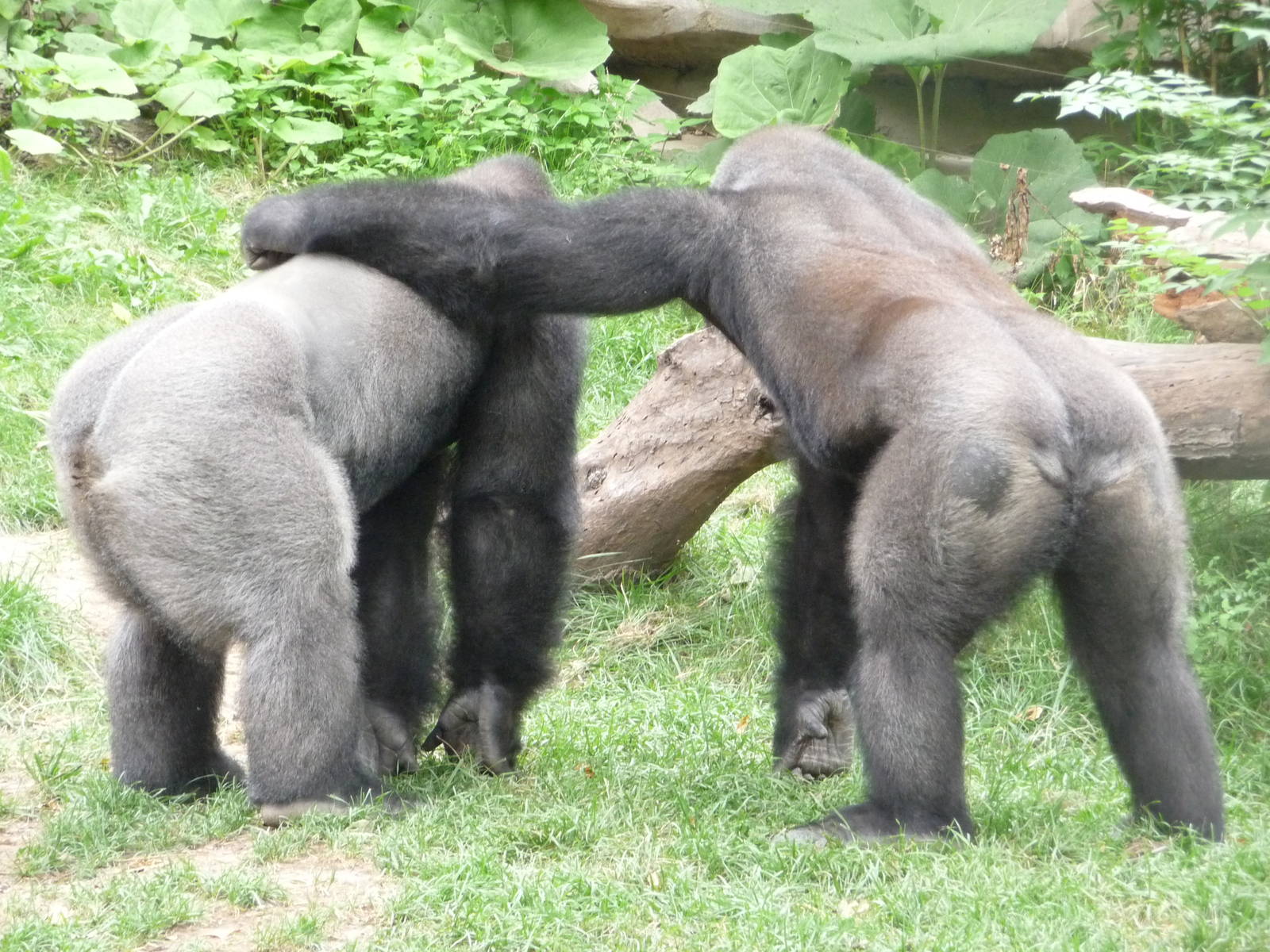 Omaha's Henry Doorly Zoo - Gorillas