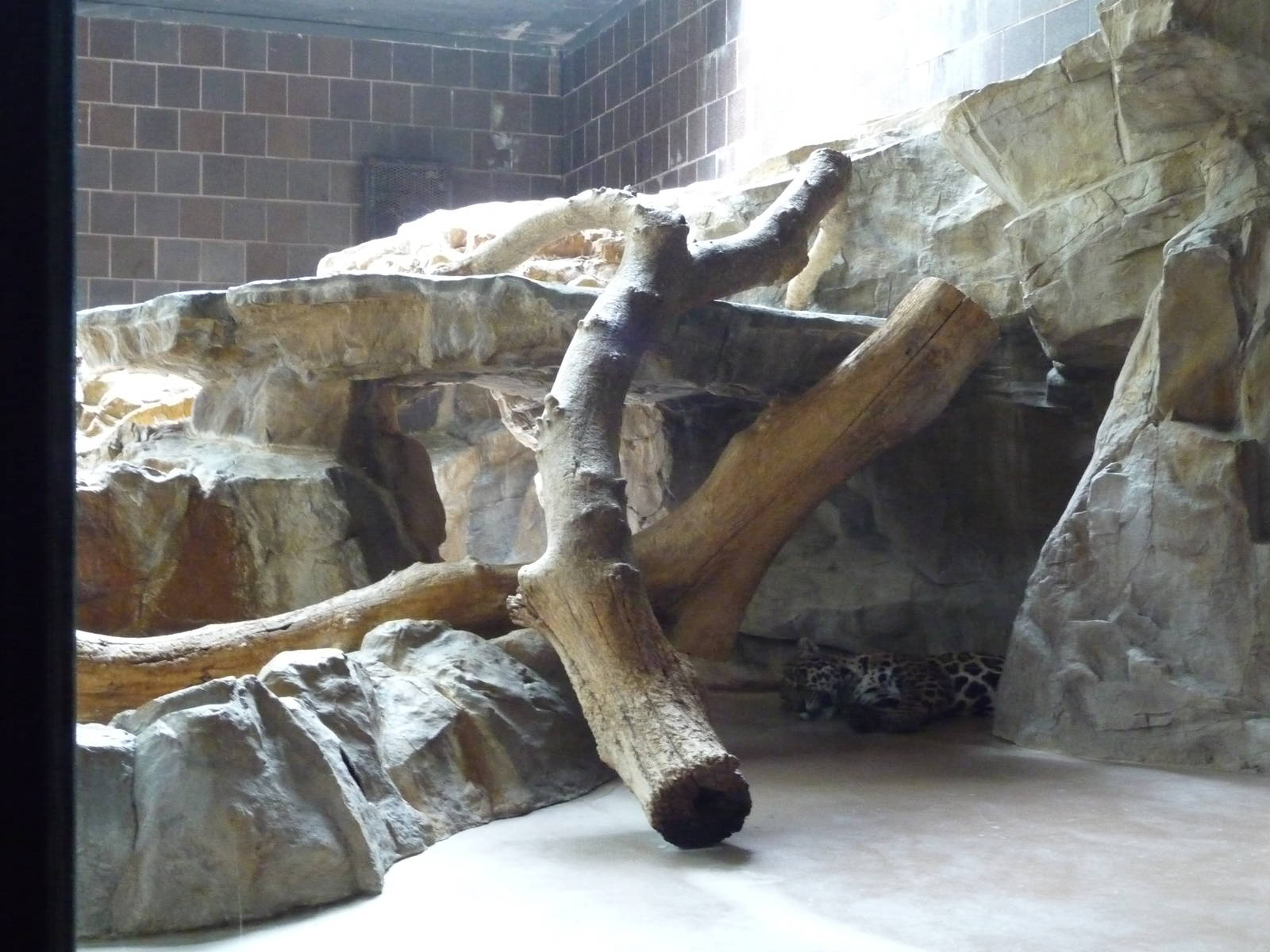 Omaha's Henry Doorly Zoo - Leopard Exhibit