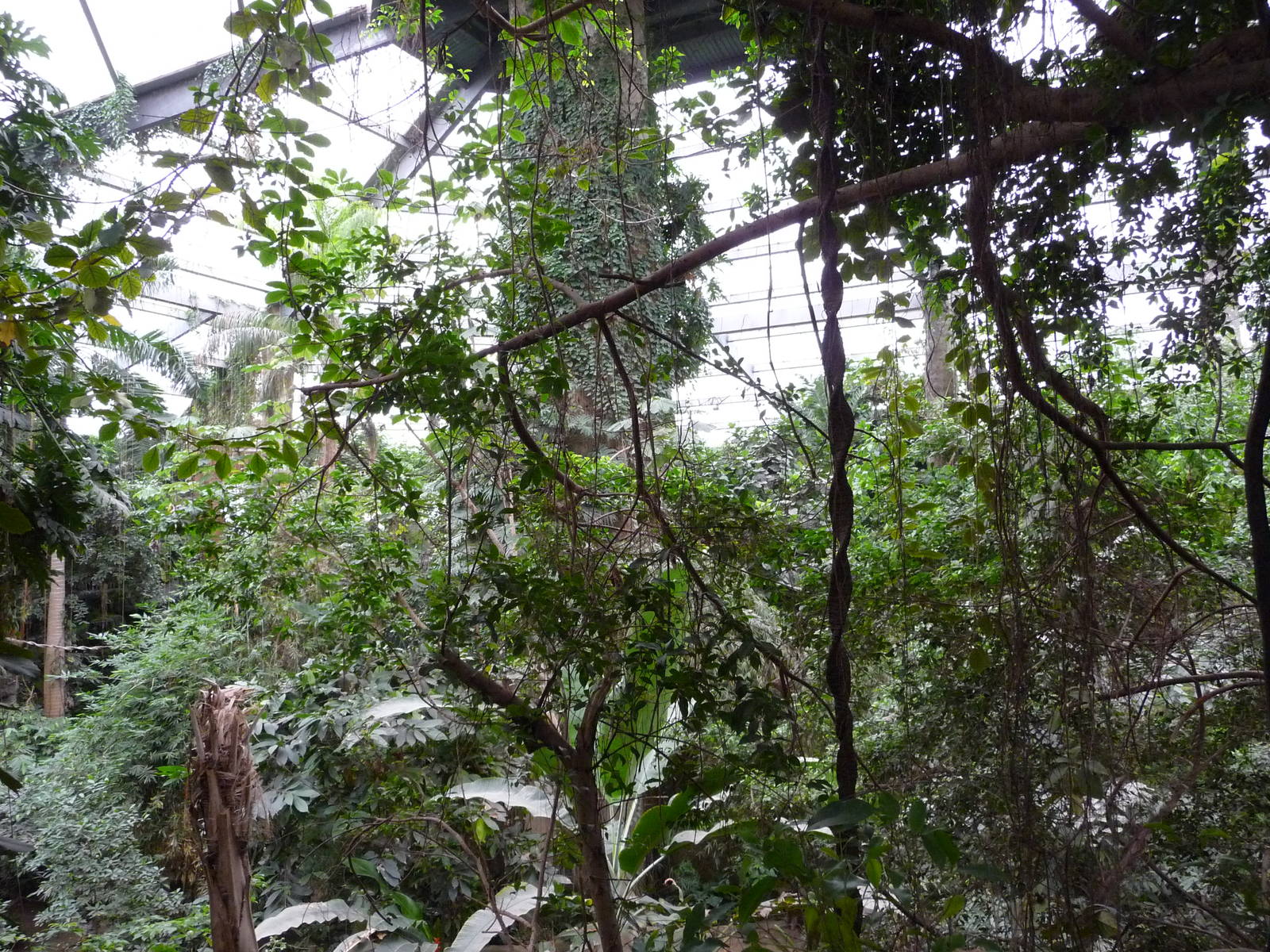 Omaha's Henry Doorly Zoo - Lied Jungle