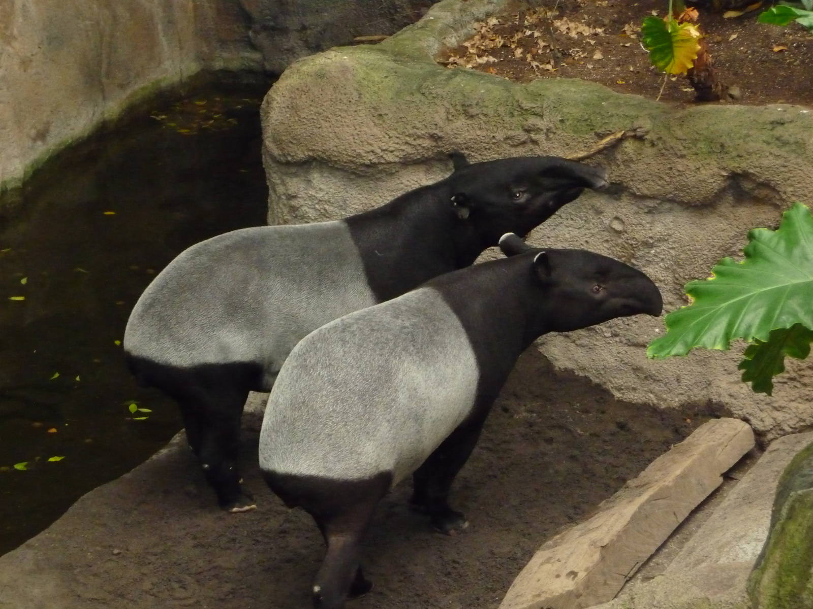 Omaha's Henry Doorly Zoo - Lied Jungle