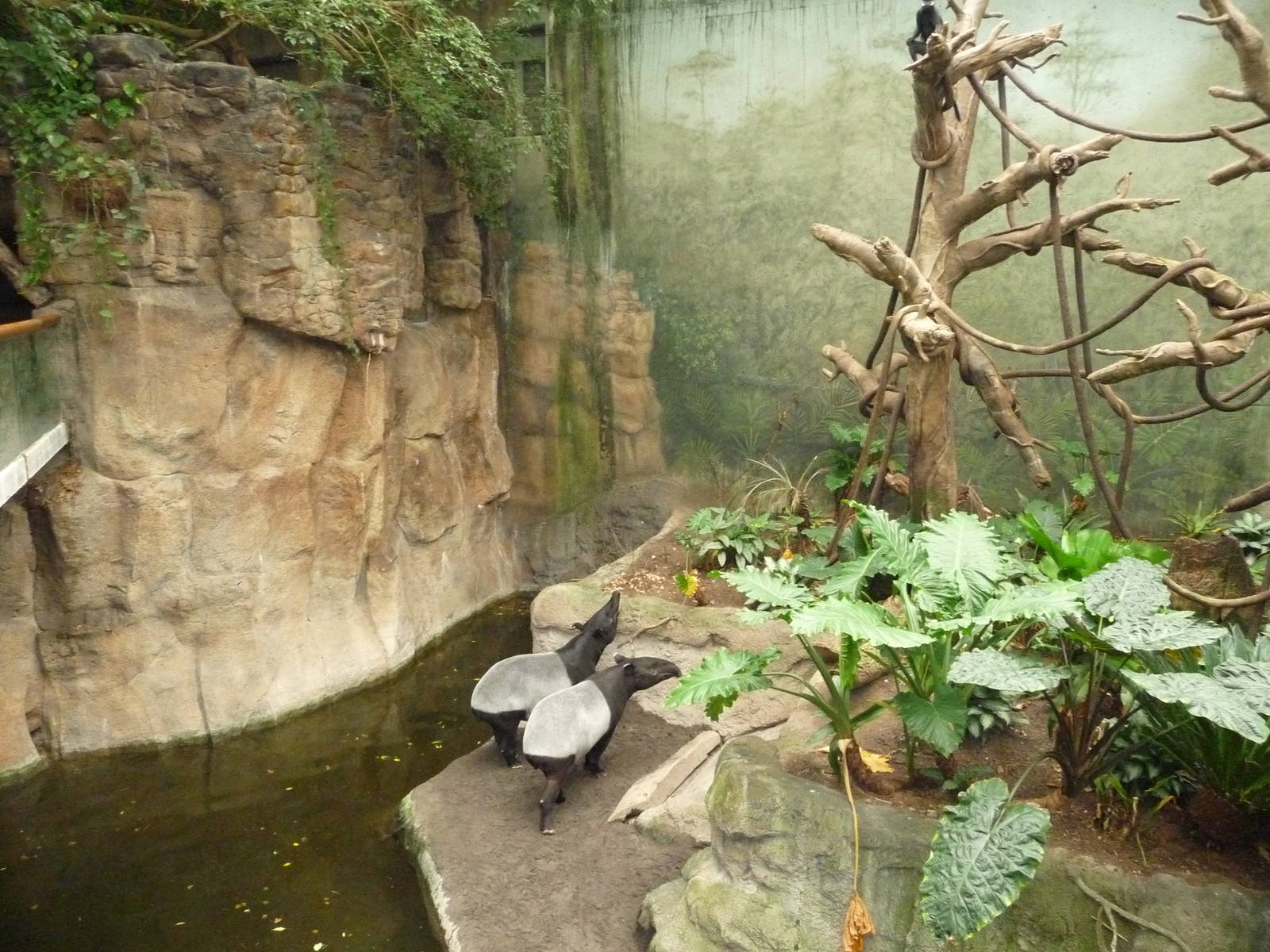 Omaha's Henry Doorly Zoo - Lied Jungle