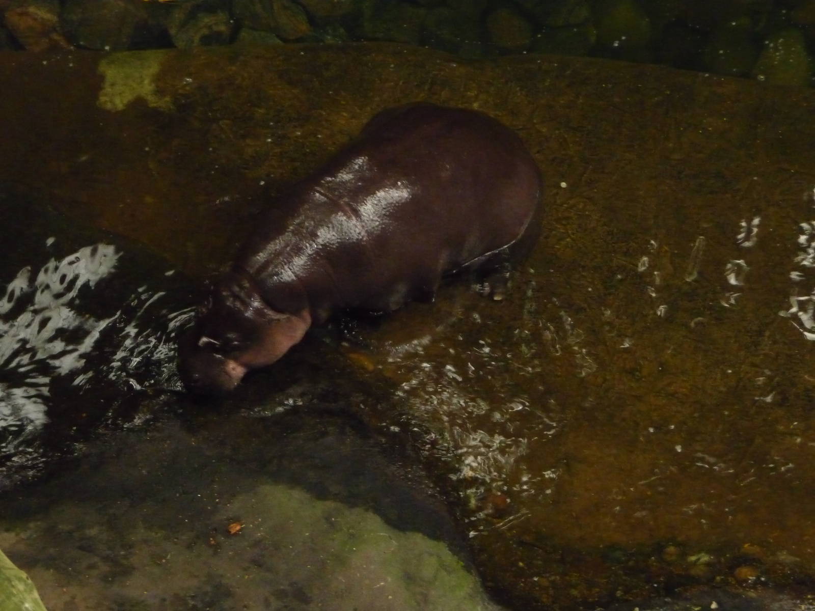 Omaha's Henry Doorly Zoo - Lied Jungle