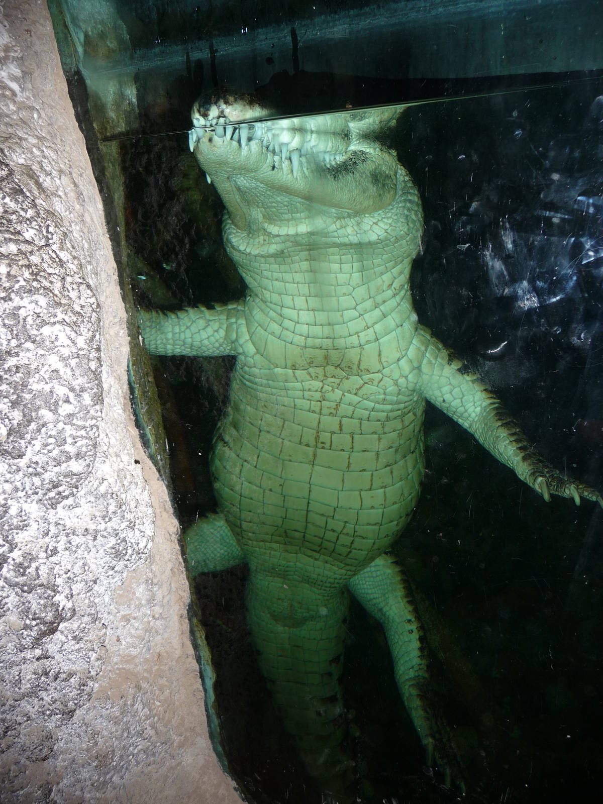 Omaha's Henry Doorly Zoo - Lied Jungle