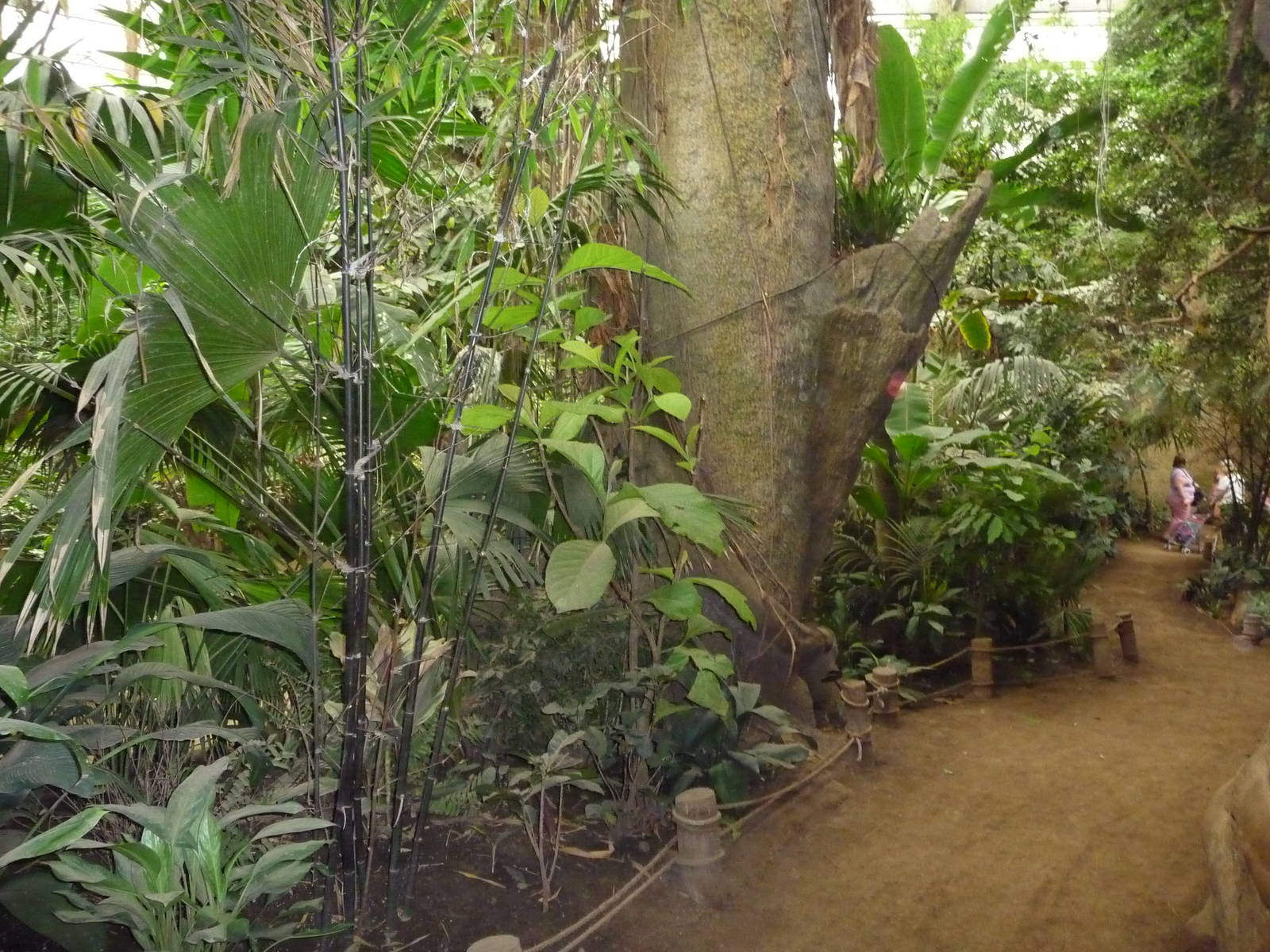 Omaha's Henry Doorly Zoo - Lied Jungle