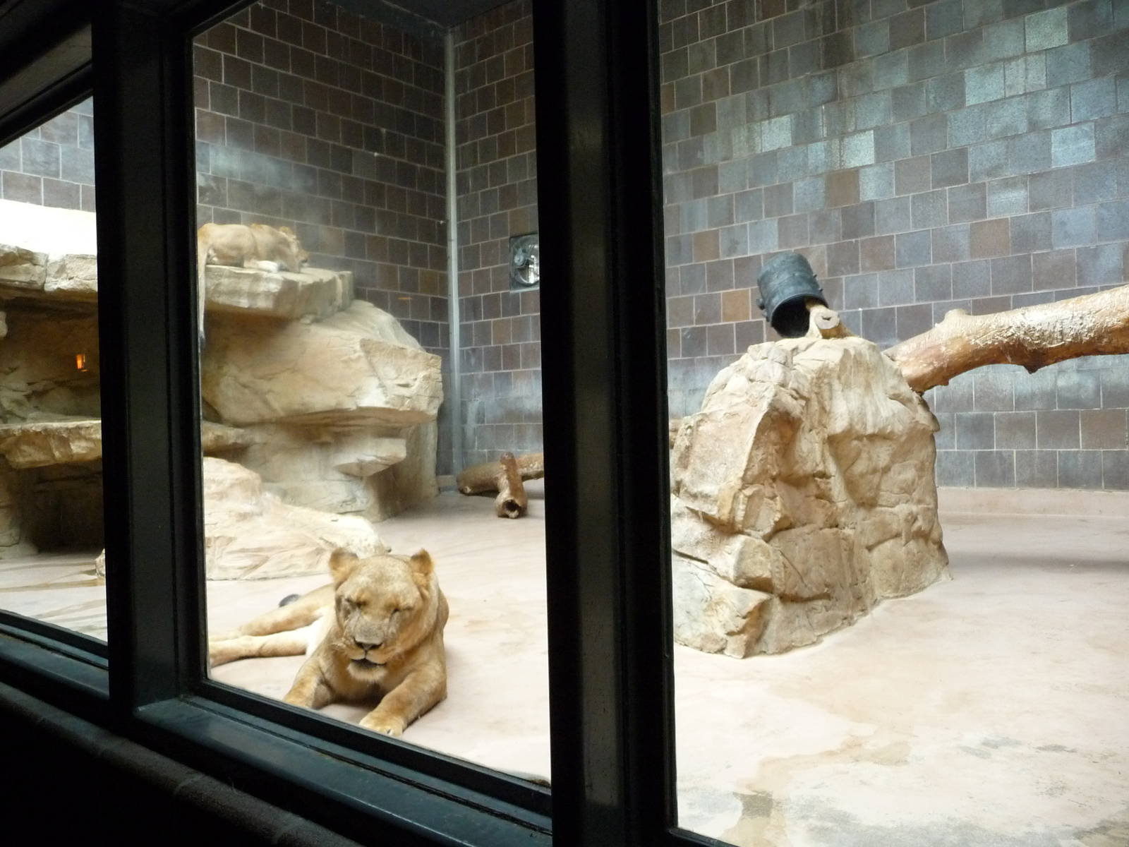Omaha's Henry Doorly Zoo - Lion Exhibit