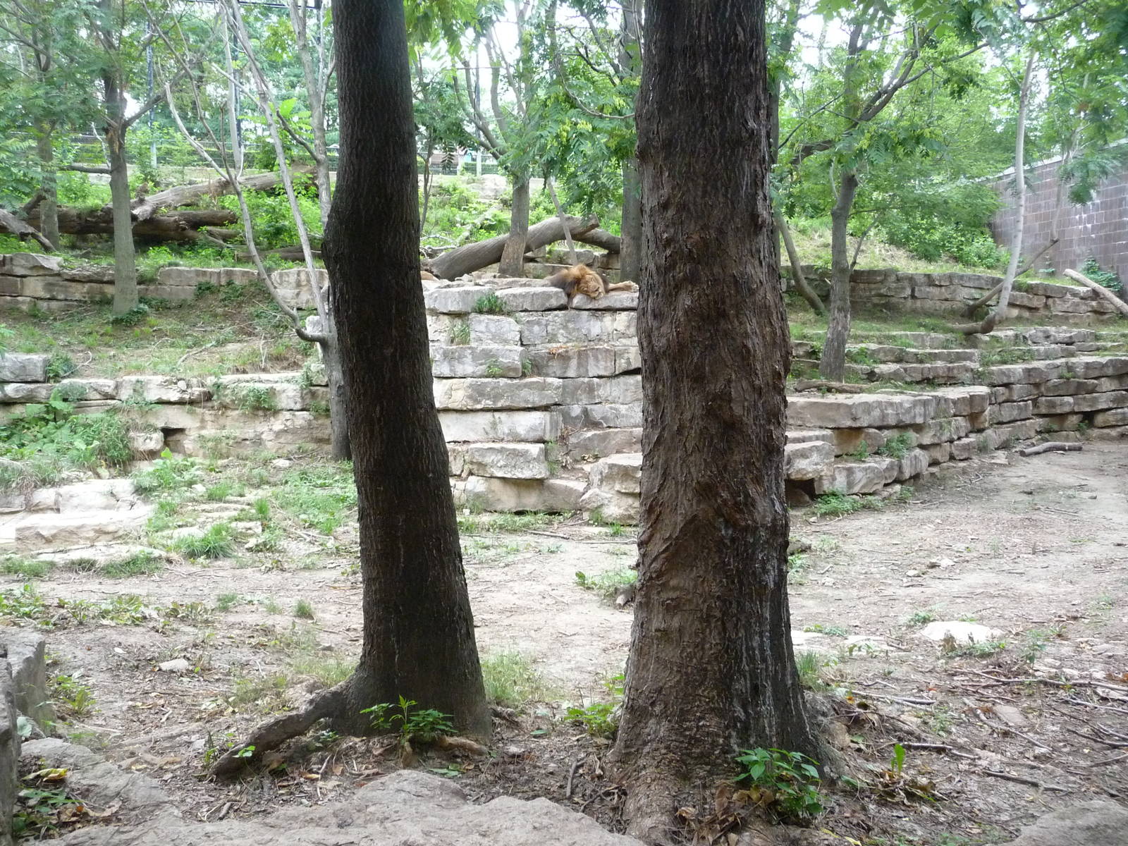 Omaha's Henry Doorly Zoo - Lion Exhibit