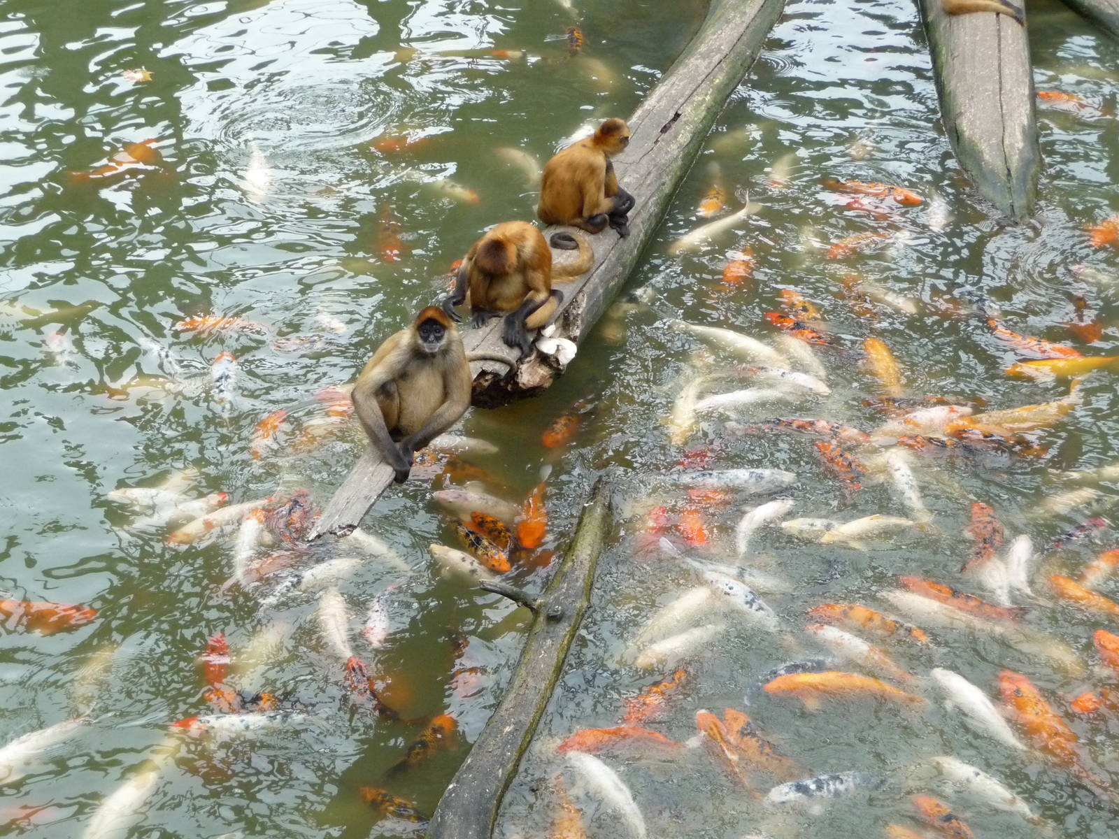 Omaha's Henry Doorly Zoo - Monkey Island
