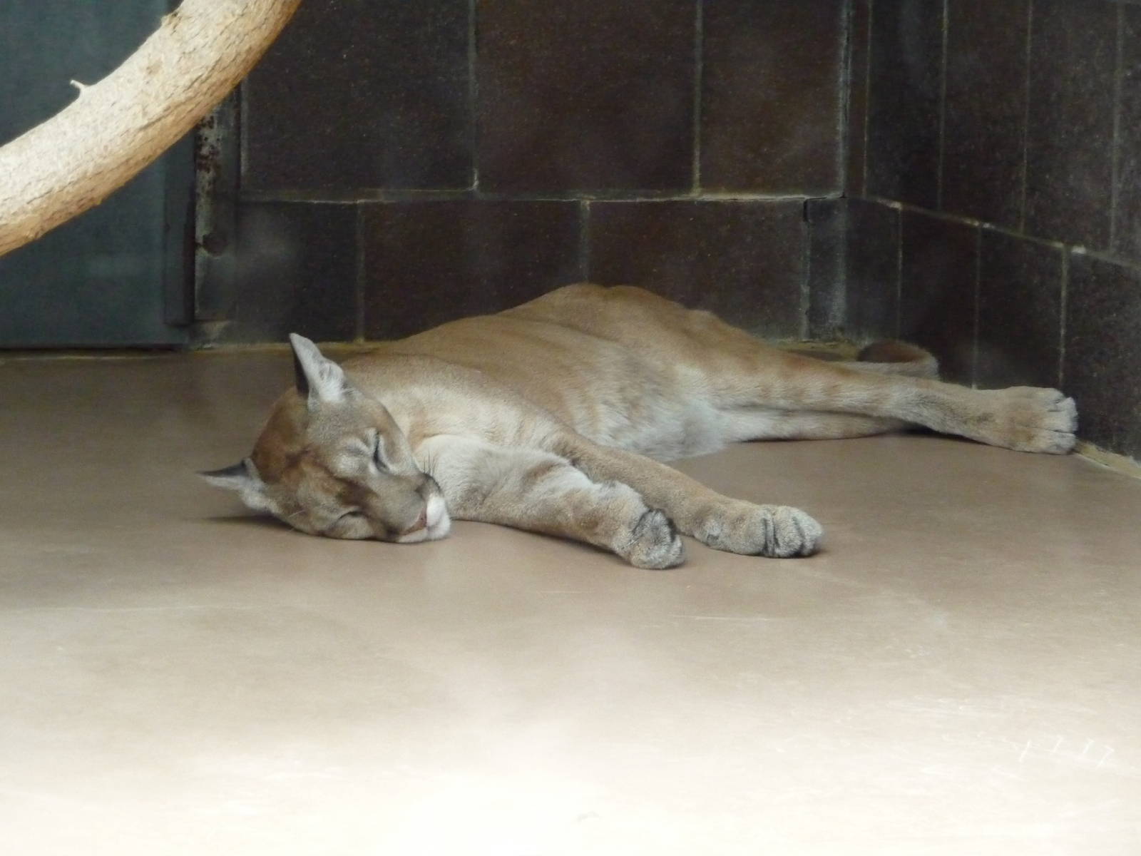 Omaha's Henry Doorly Zoo - Mountain Lion