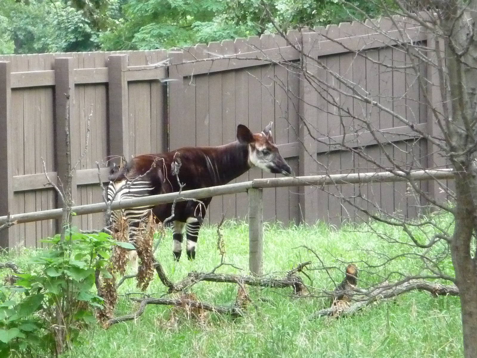 Omaha's Henry Doorly Zoo - Okapi