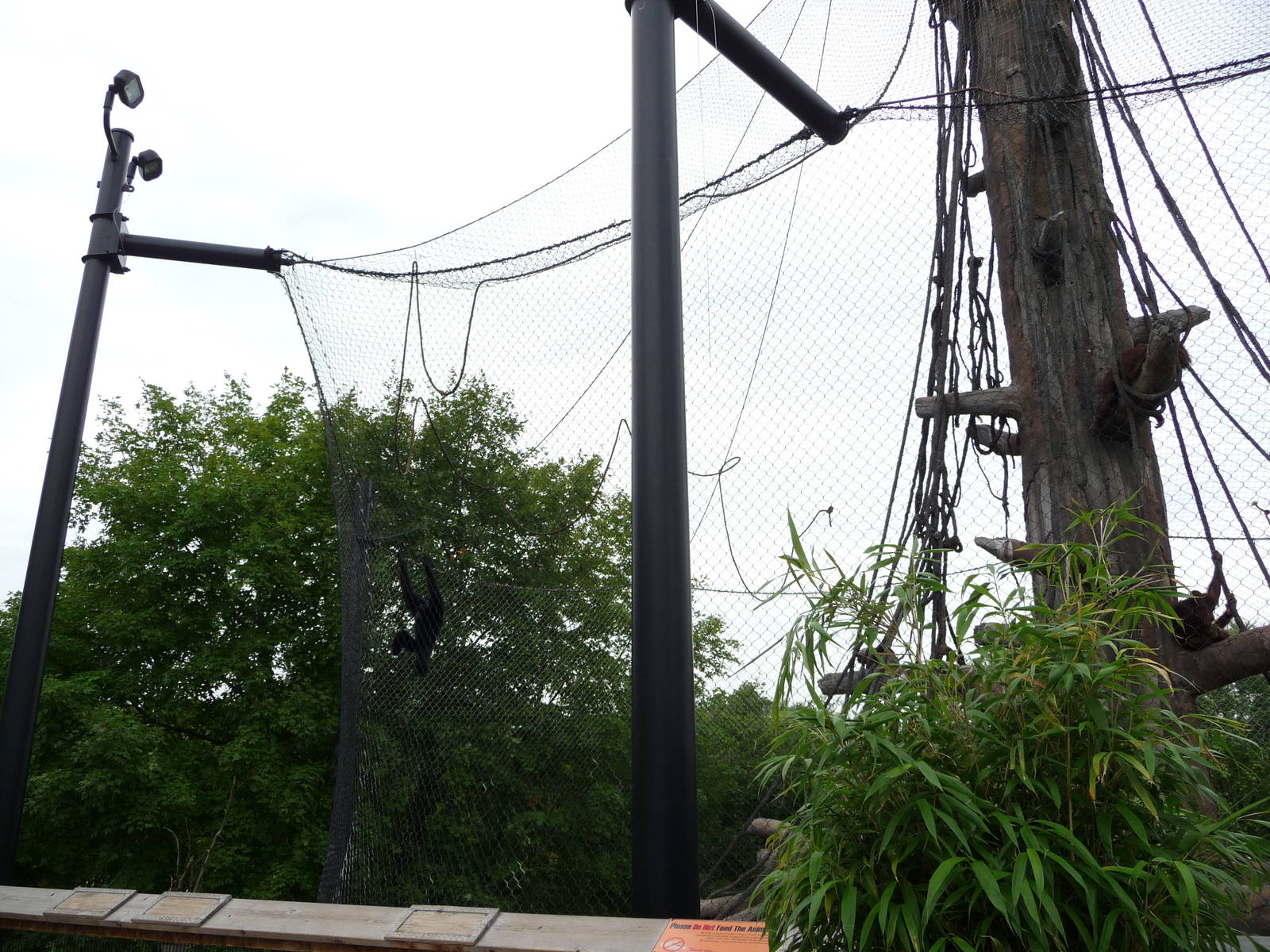 Omaha's Henry Doorly Zoo - Orangutan Exhibit