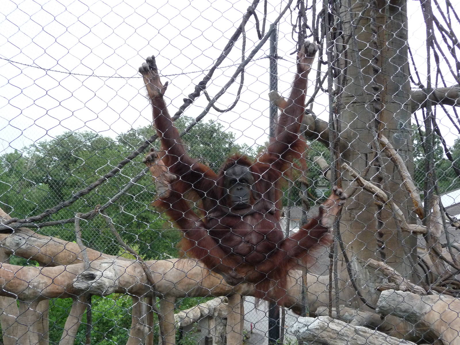 Omaha's Henry Doorly Zoo - Orangutan