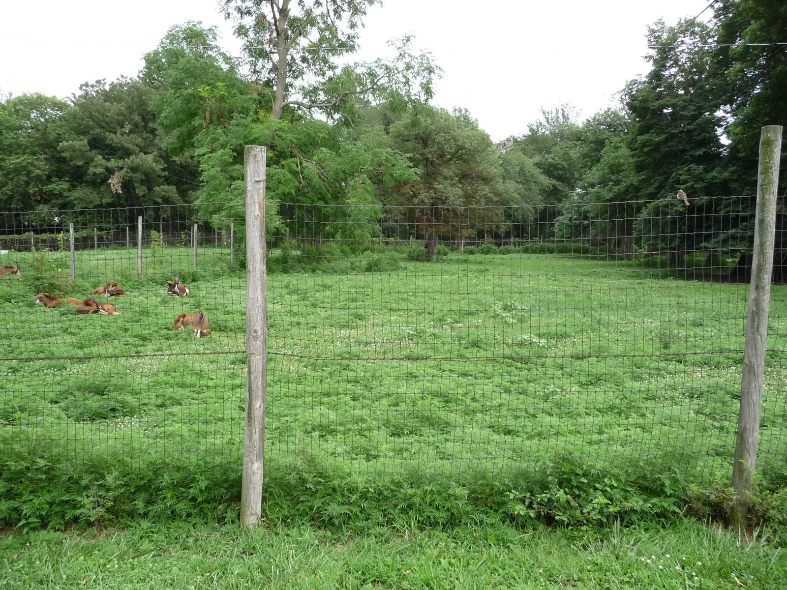 Omaha's Henry Doorly Zoo - Sable Antelope
