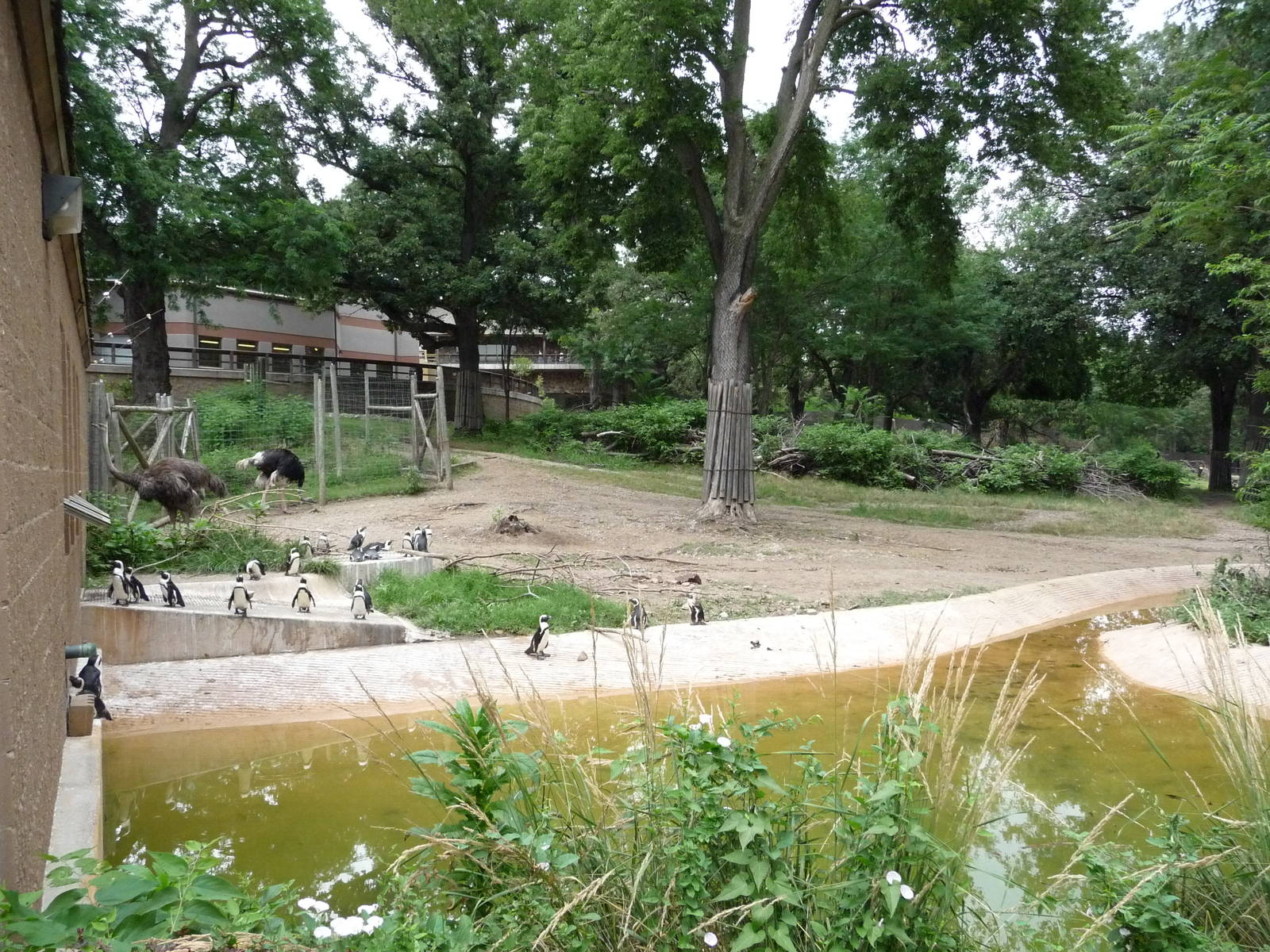 Omaha's Henry Doorly Zoo - Savannah + Penguins