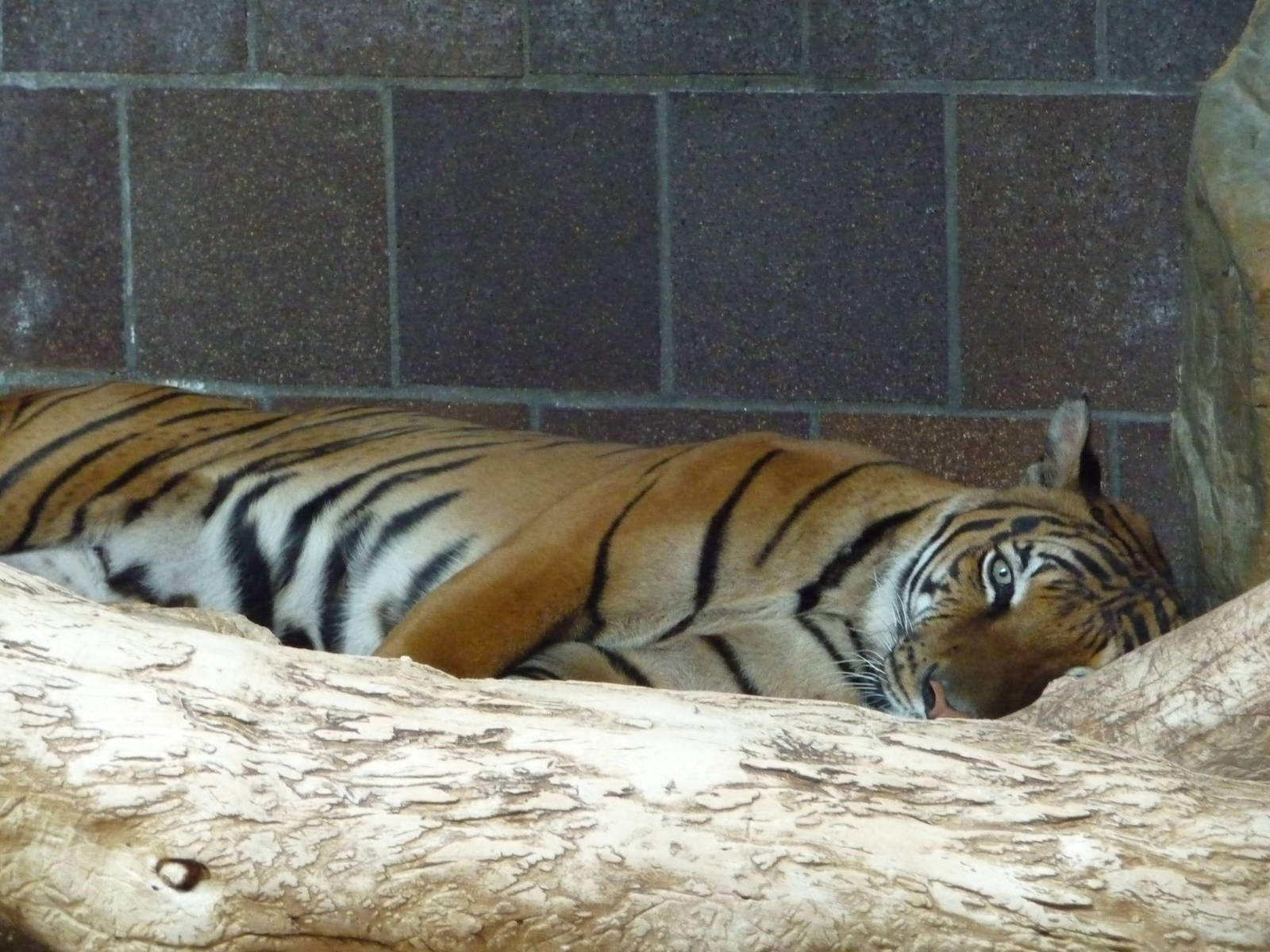 Omaha's Henry Doorly Zoo - Tiger