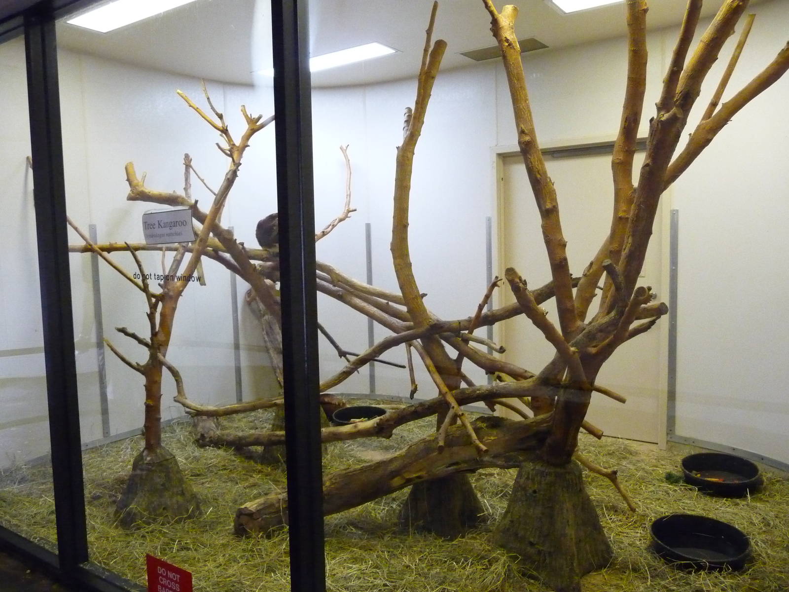 Omaha's Henry Doorly Zoo - Tree Kangaroo Exhibit