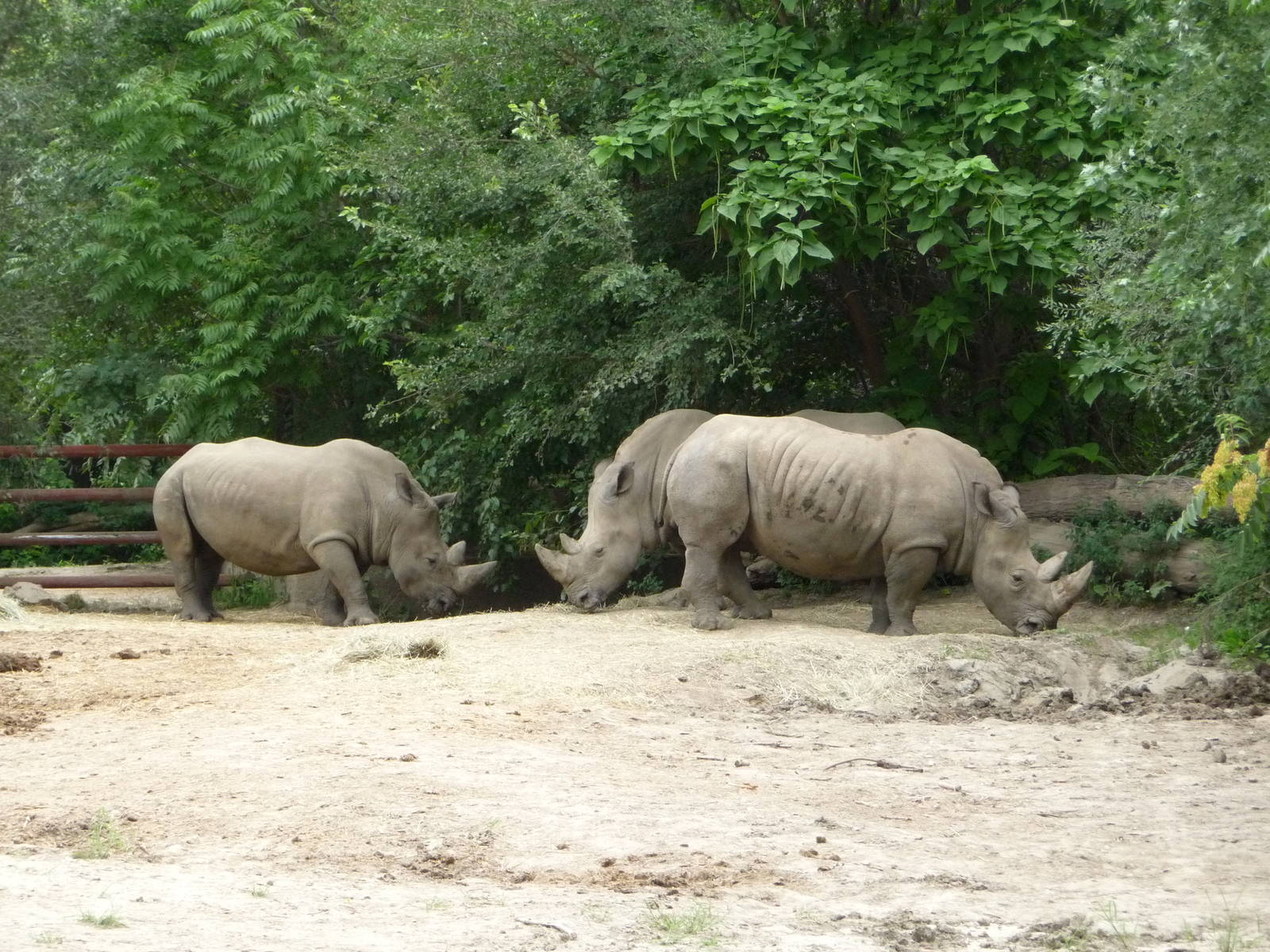 Omaha's Henry Doorly Zoo - White Rhinos