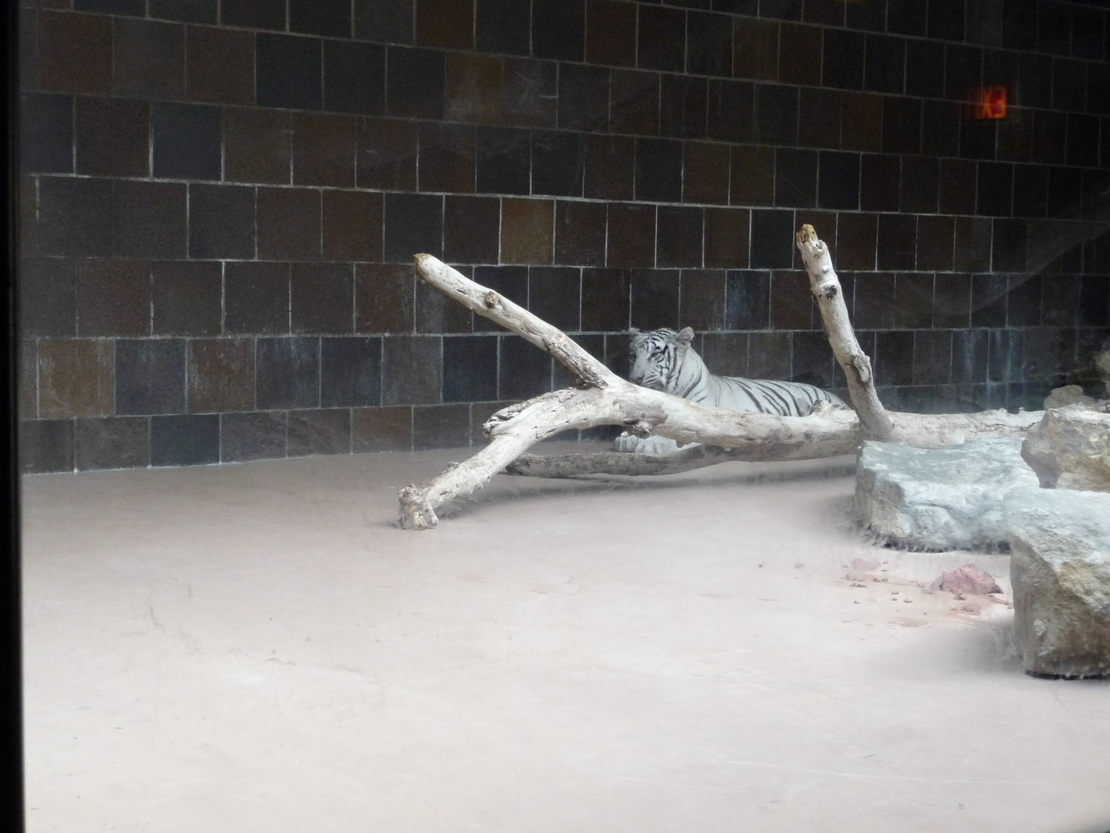 Omaha's Henry Doorly Zoo - White Tiger Exhibit