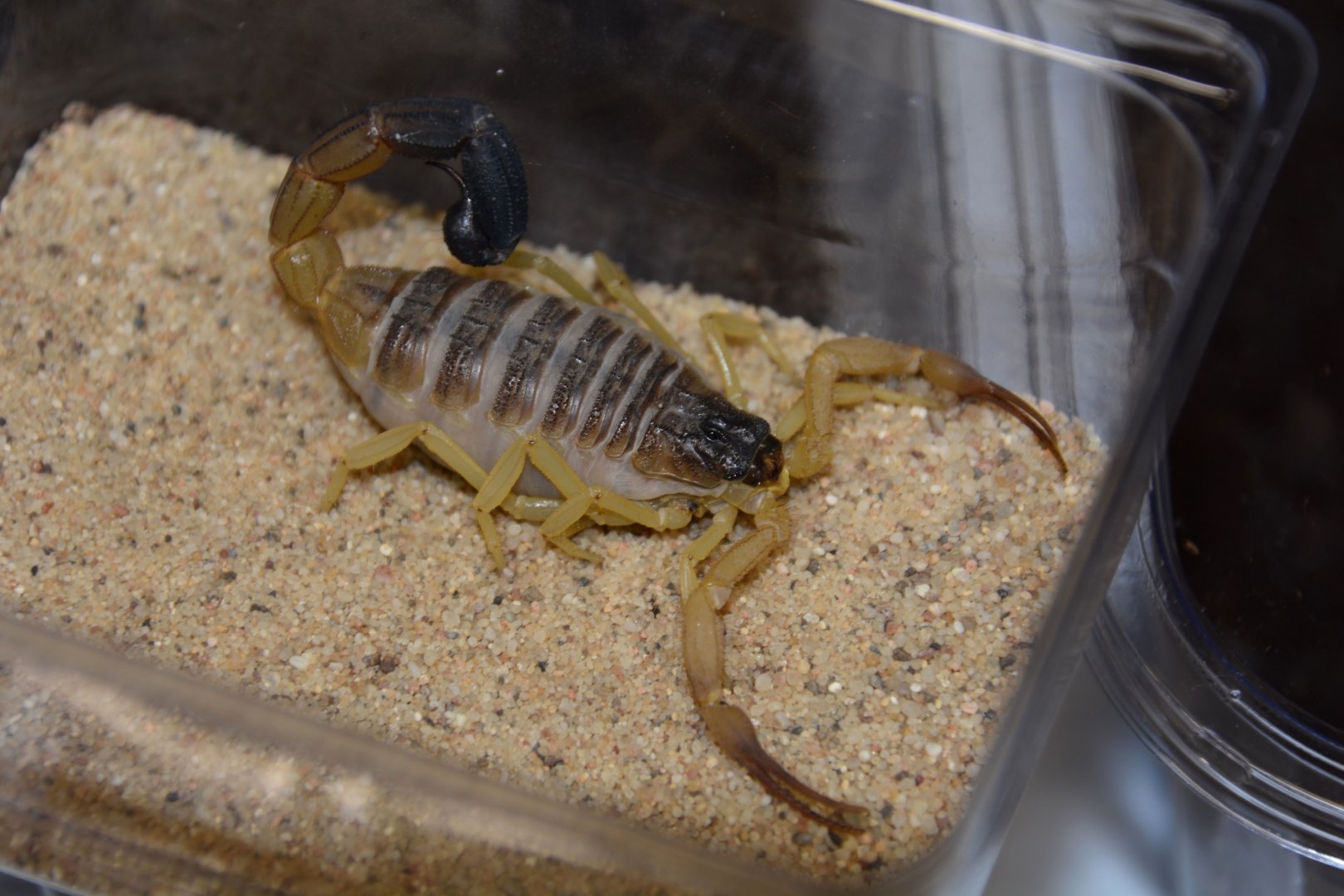 Oman black-tailed scorpion (Hottentotta salei)