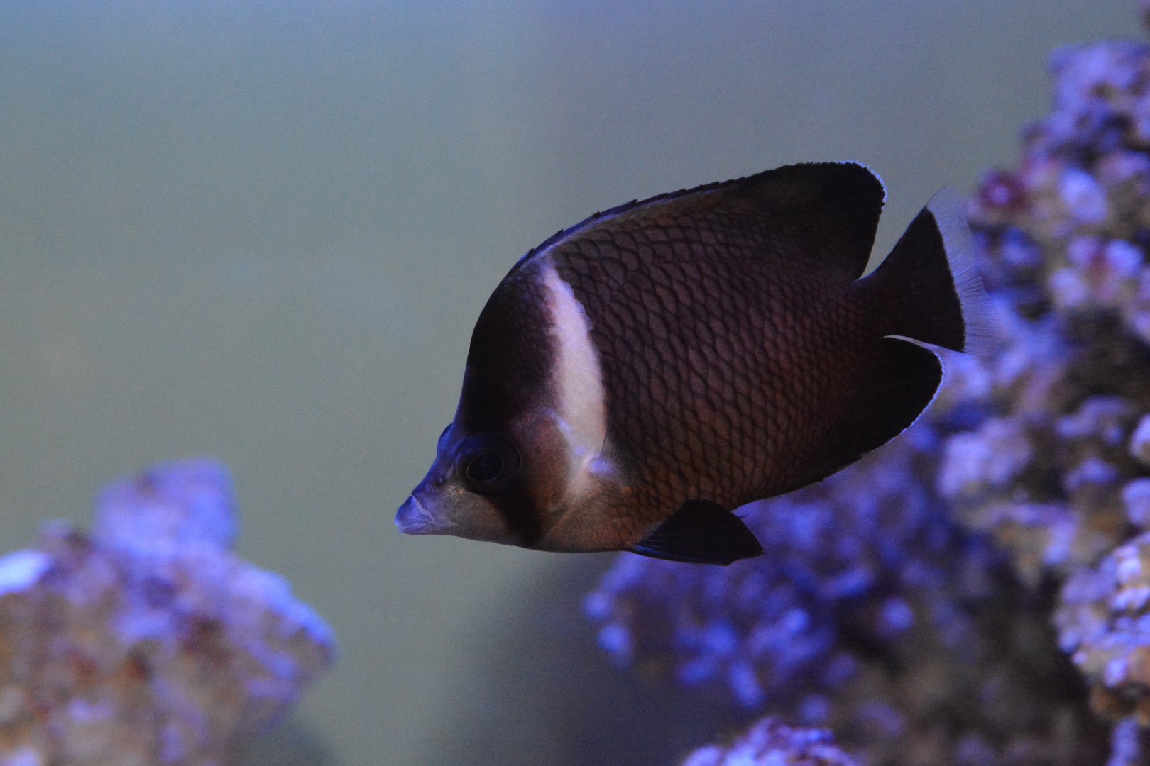 Oman butterflyfish (Chaetodon dialeucos)