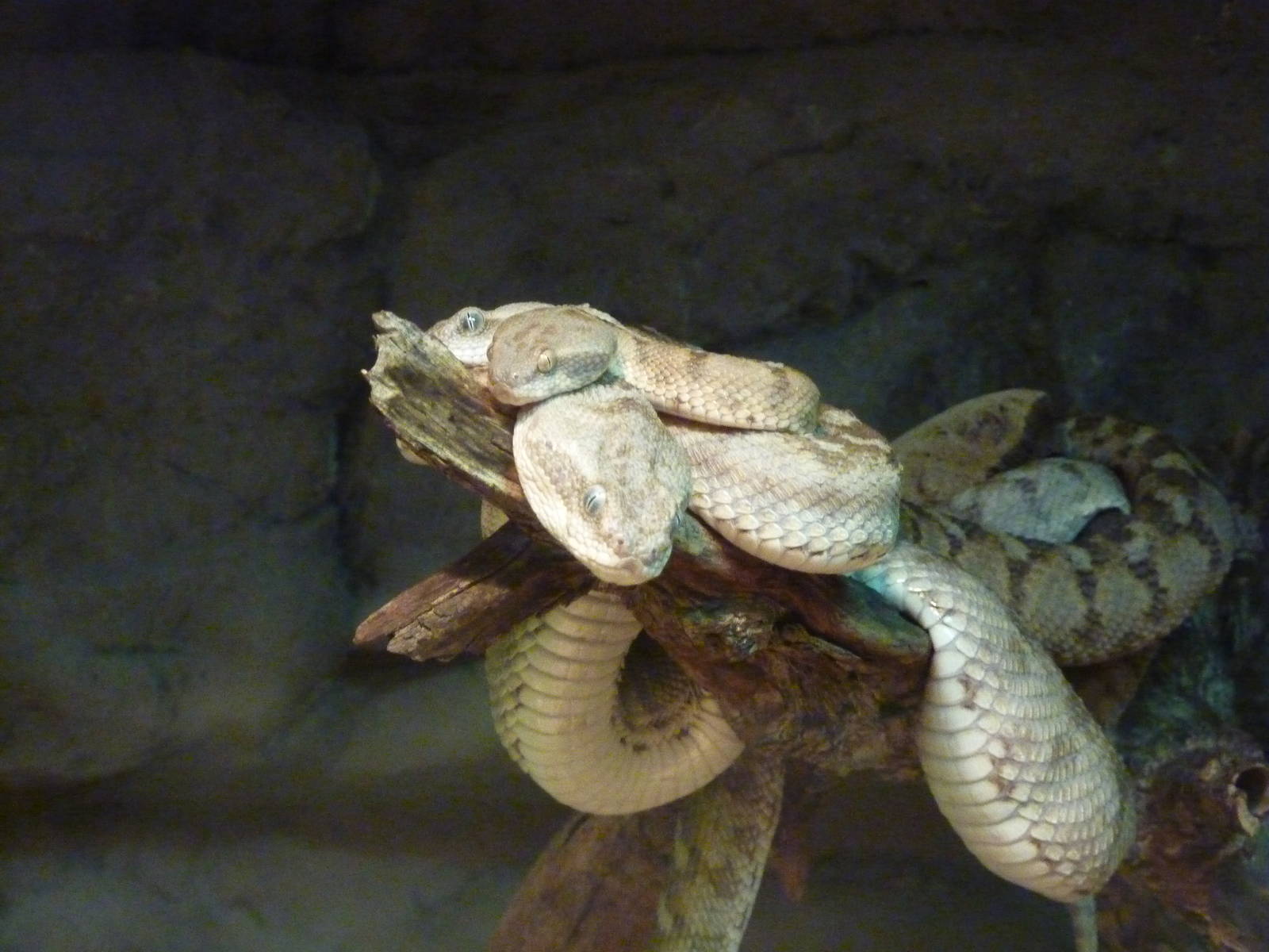 Oman carpet vipers, December 2011.