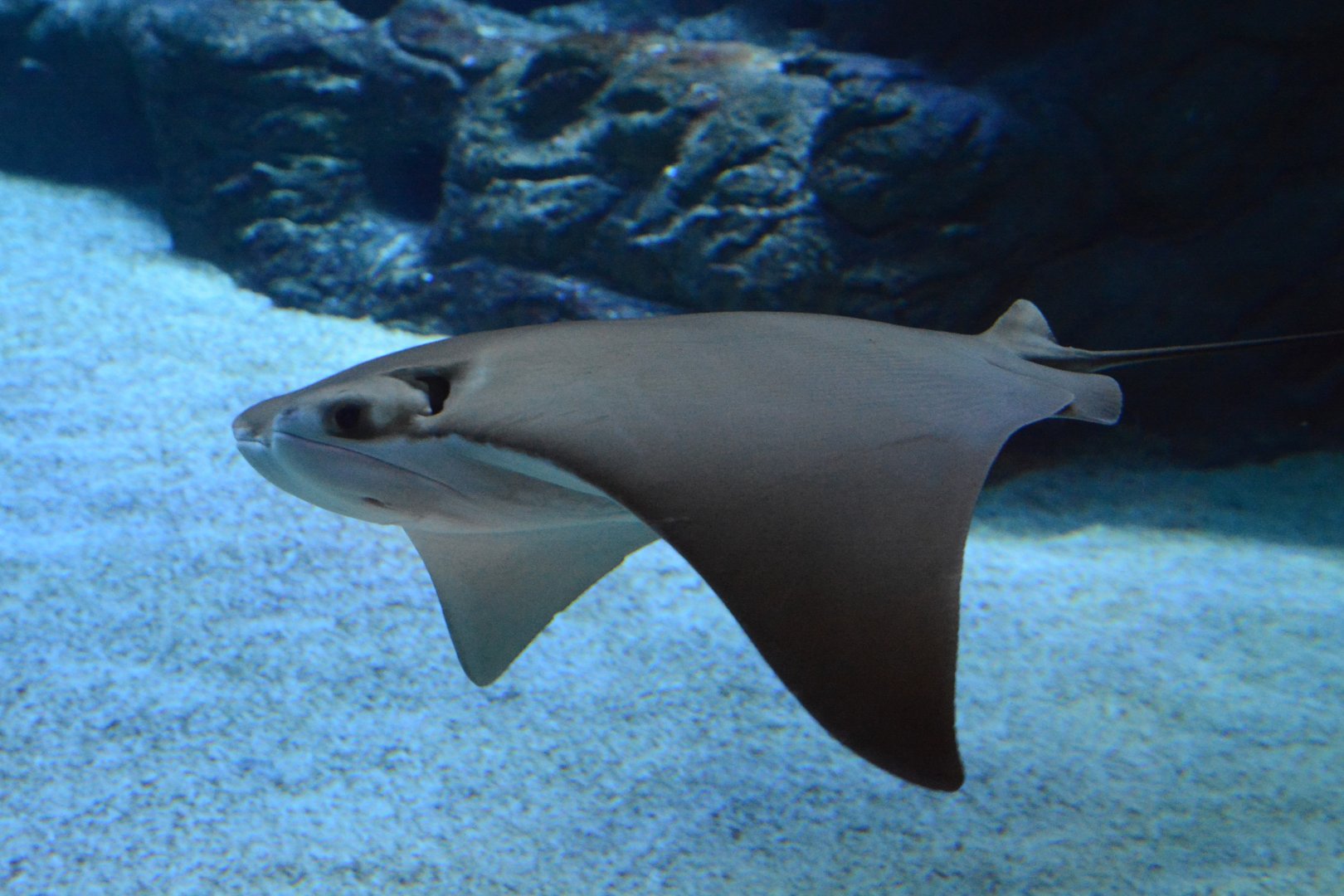 Oman cownose ray (Rhinoptera jayakari)