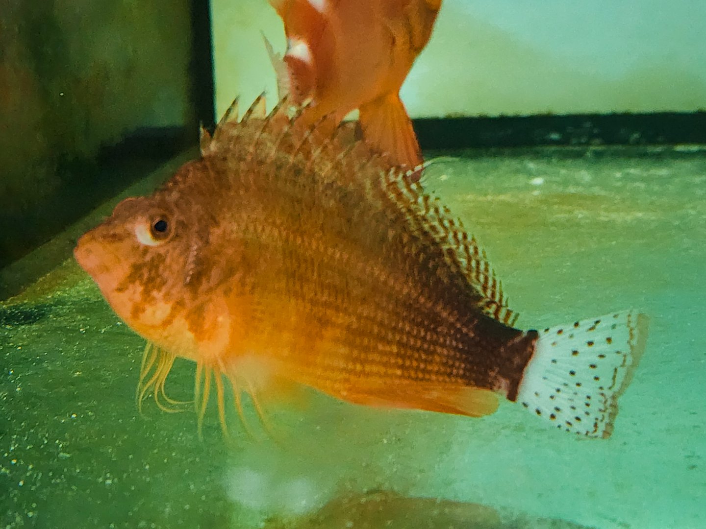 Oman Hawkfish (Cirrhitichthys calliurus)